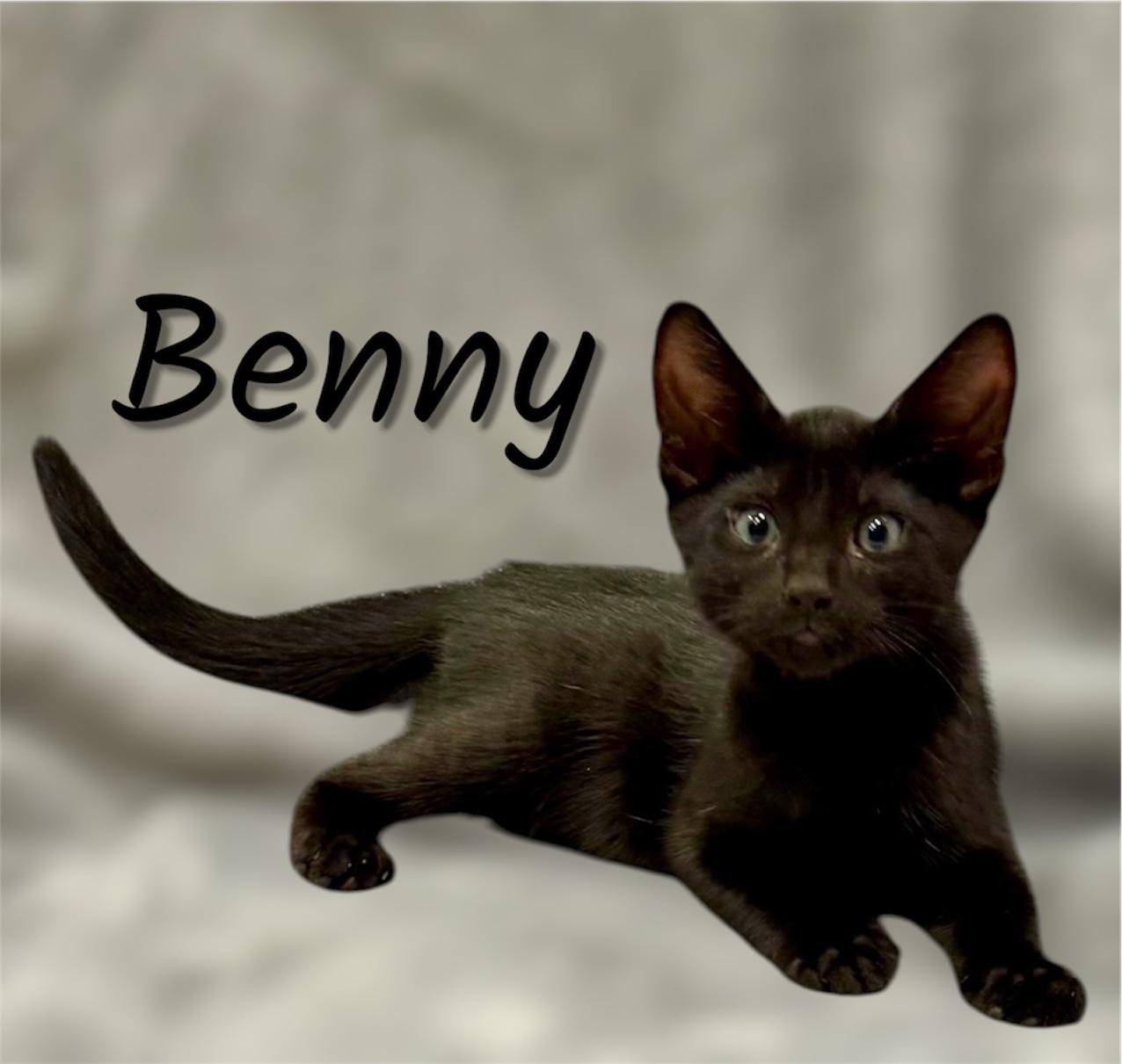 Enlarge Benny, a ADOPTABLE Domestic Short Hair in Auburn, CA image 1/1