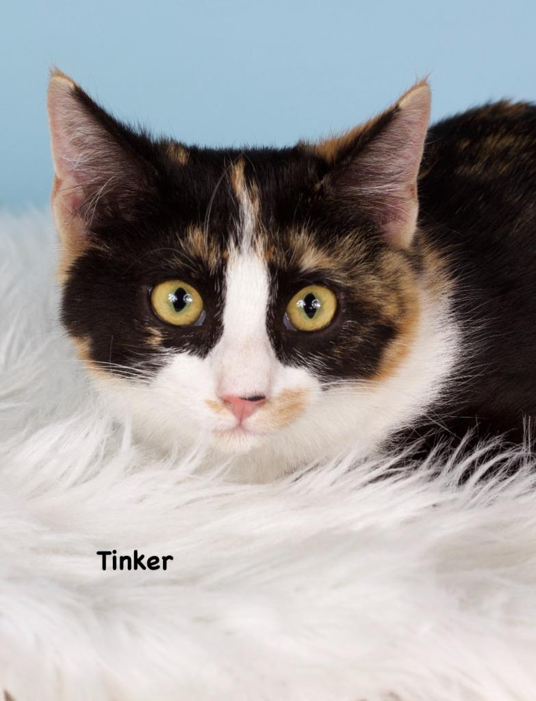 Tinker, Adoptable, Kitten Female Domestic Short Hair.
