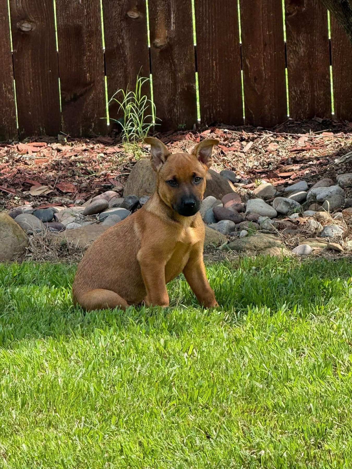 Enlarge Blaze, a ADOPTABLE mixed breed in Southlake, TX image 5/6