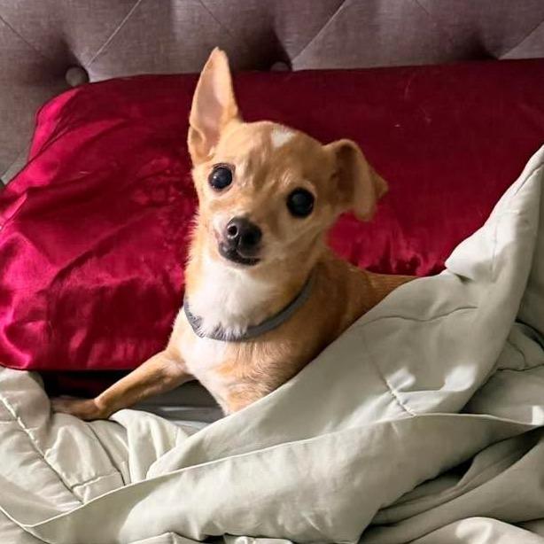 Enlarge Toby, a Adoptable Chihuahua in Apple Valley, CA image 1/5