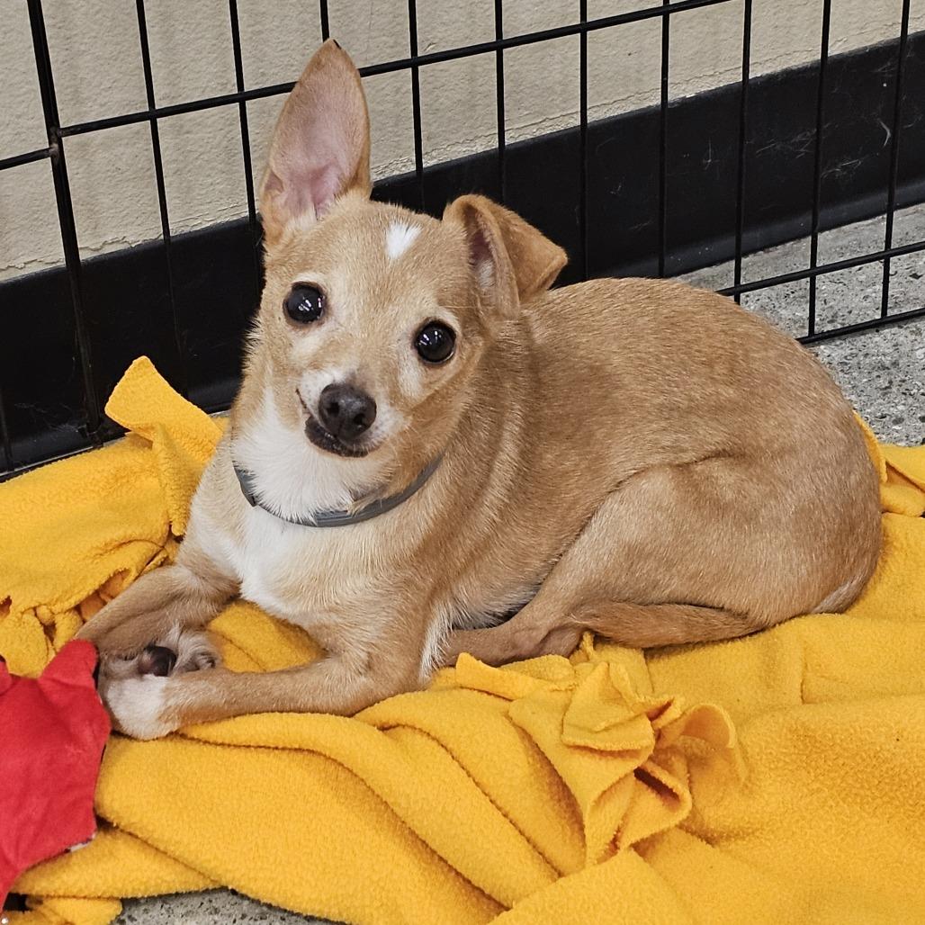 Enlarge Toby, a Adoptable Chihuahua in Apple Valley, CA image 2/5