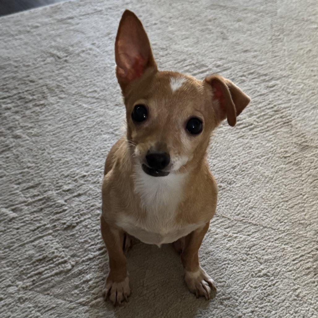 Enlarge Toby, a Adoptable Chihuahua in Apple Valley, CA image 3/5
