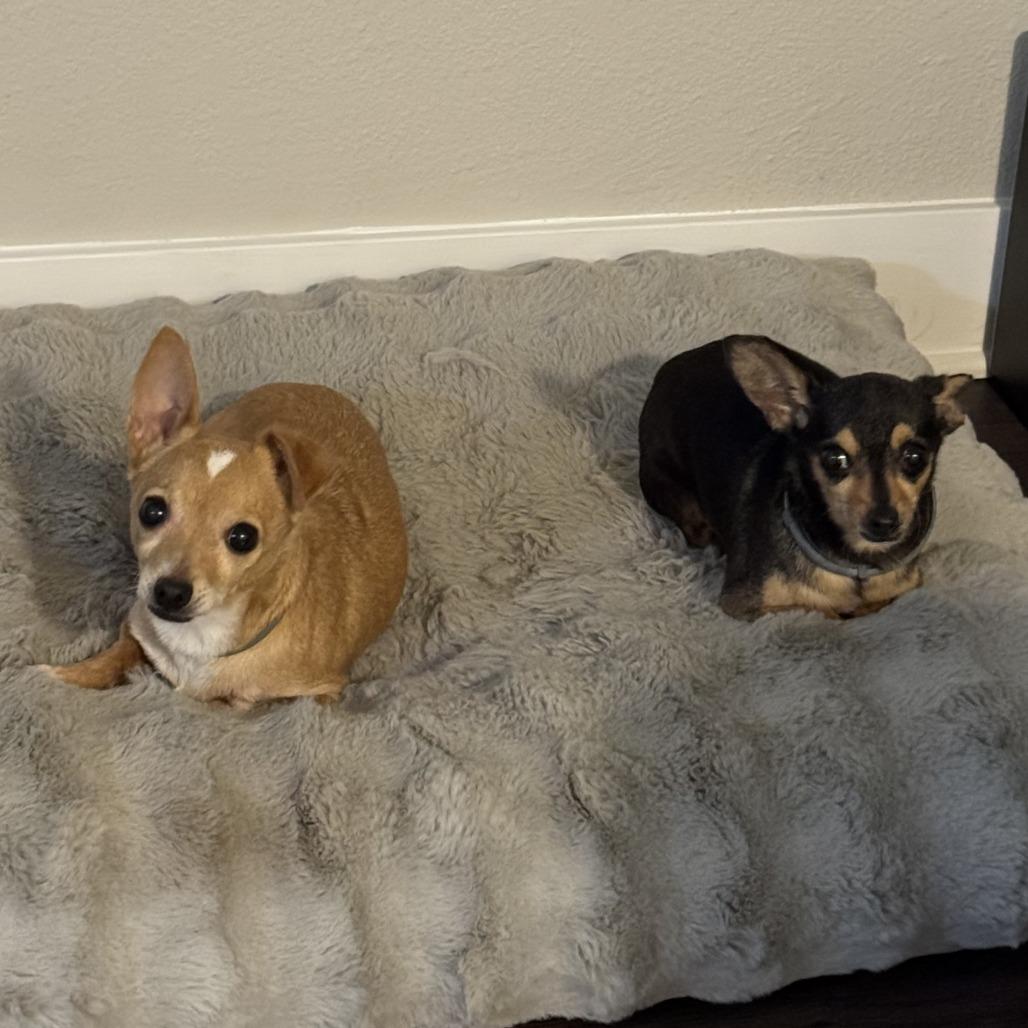 Enlarge Toby, a Adoptable Chihuahua in Apple Valley, CA image 4/5