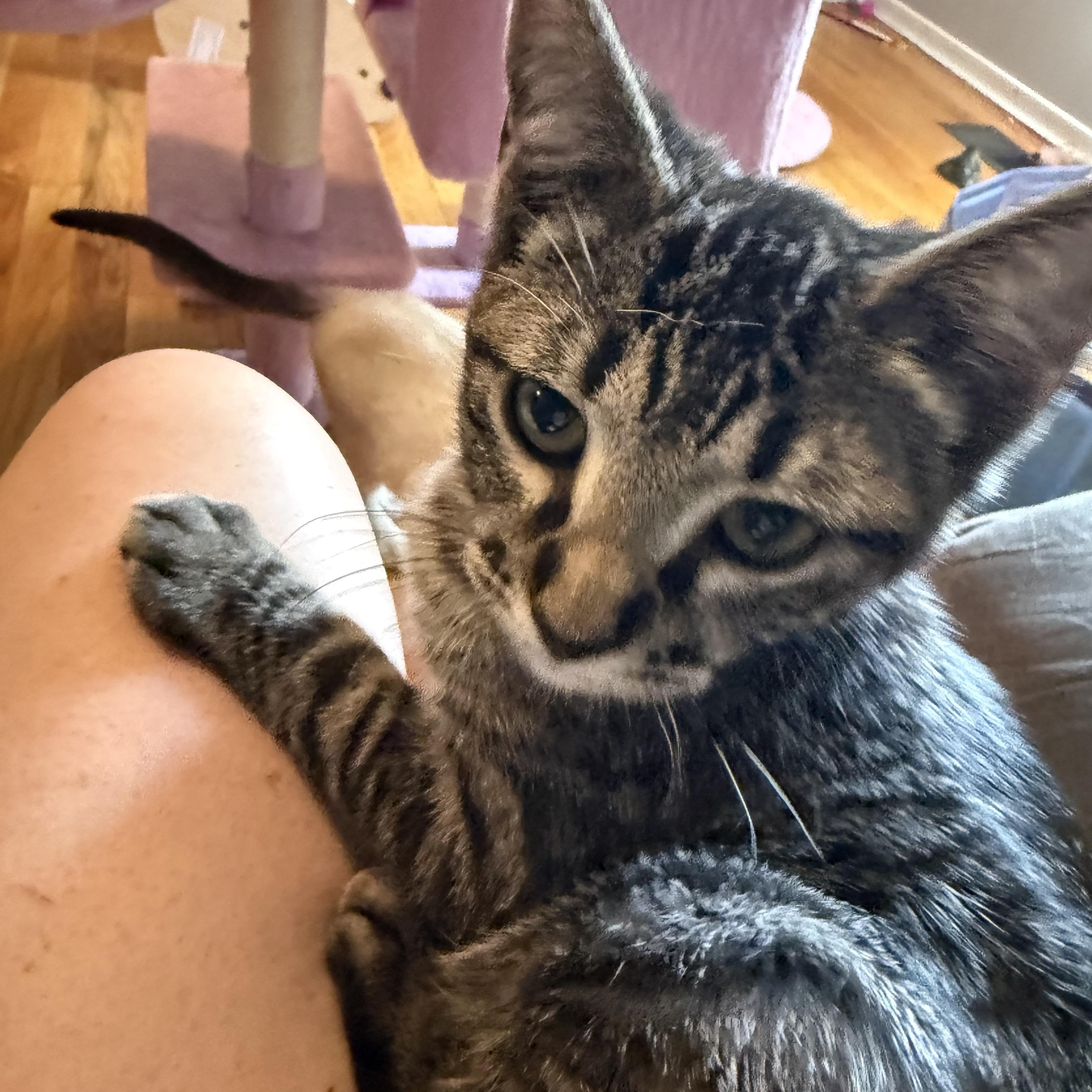 Enlarge Alice, an adoptable American Shorthair in Hillsboro, OR image 2/6
