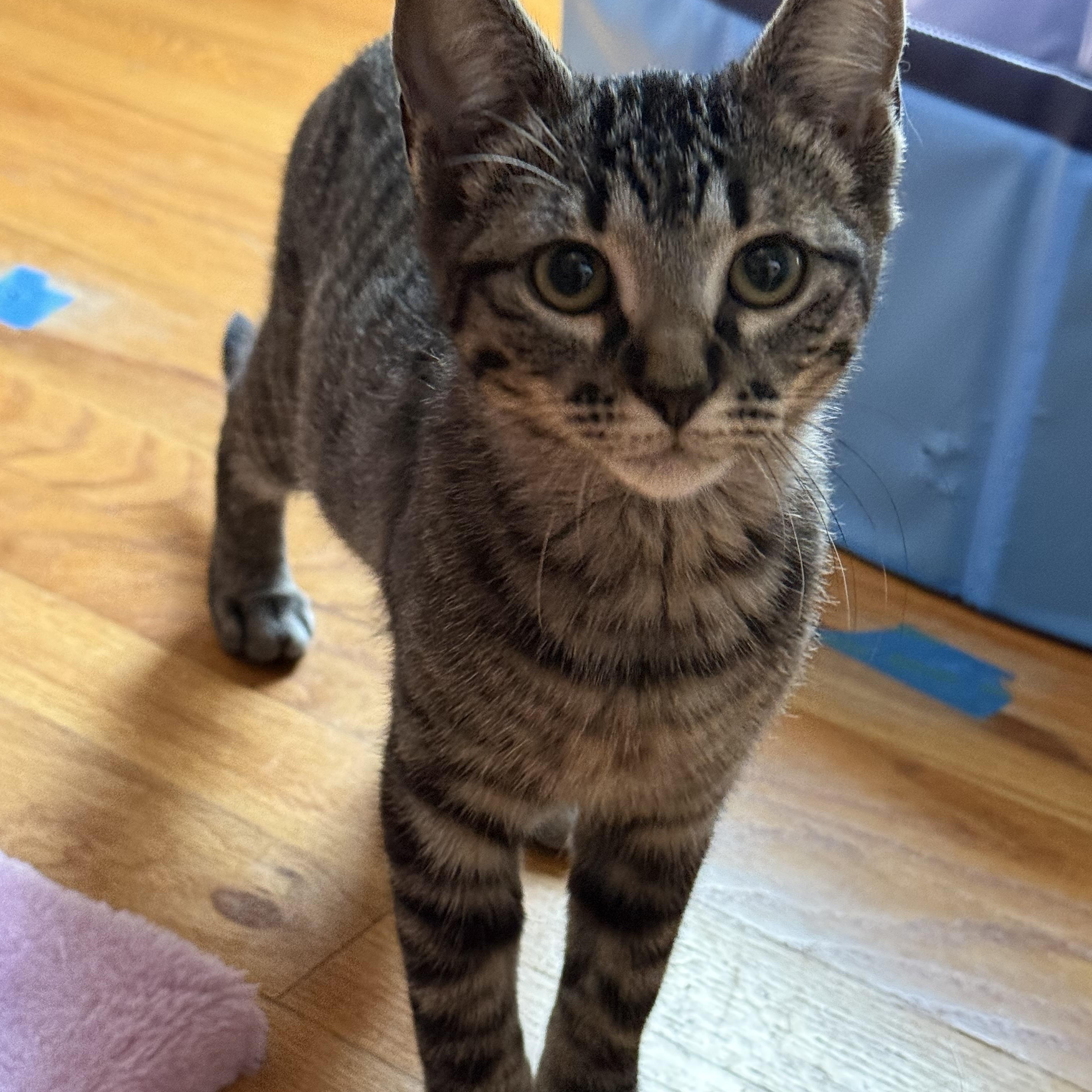 Alice, adoptable, Kitten Female American Shorthair.