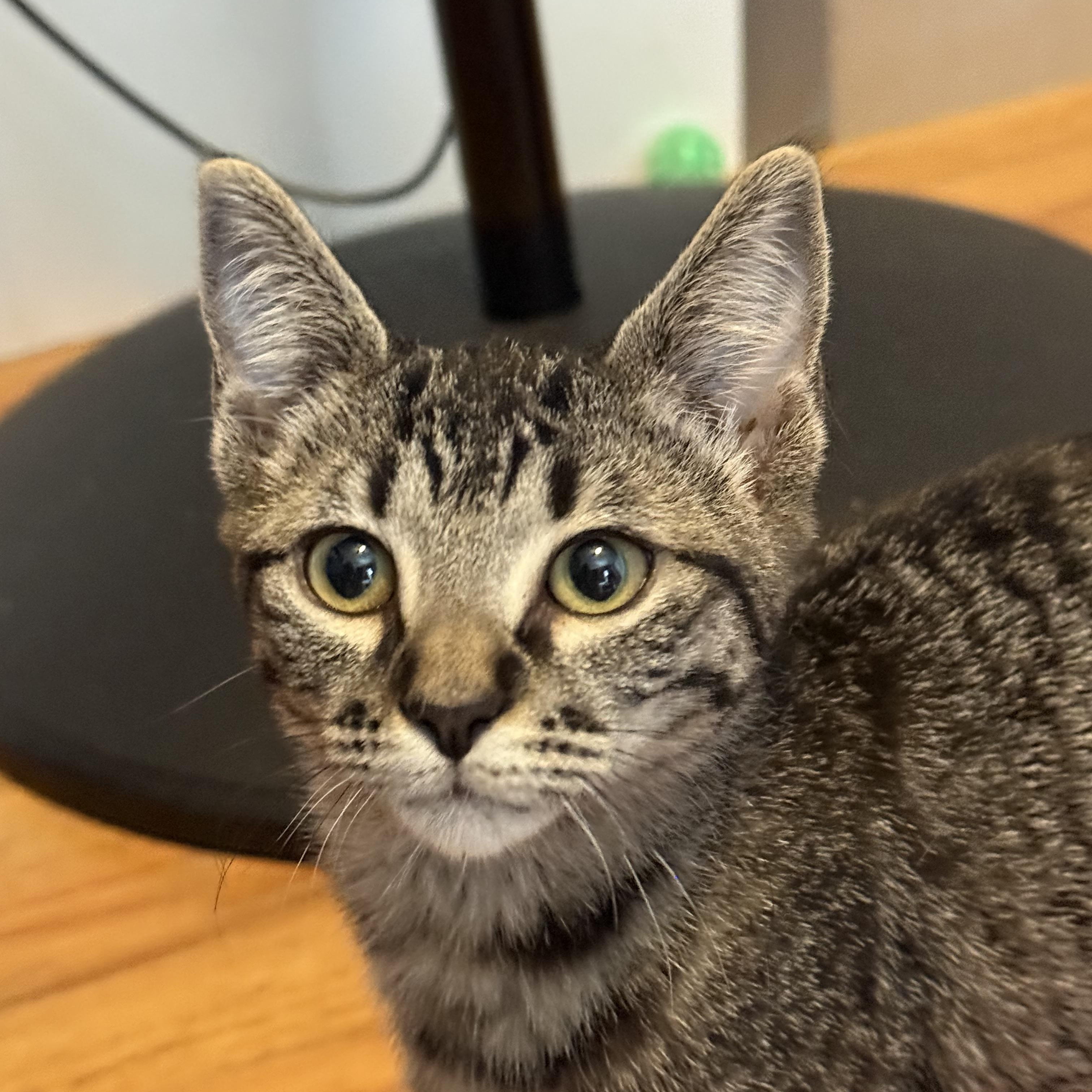 Enlarge Alice, an adoptable American Shorthair in Hillsboro, OR image 5/6