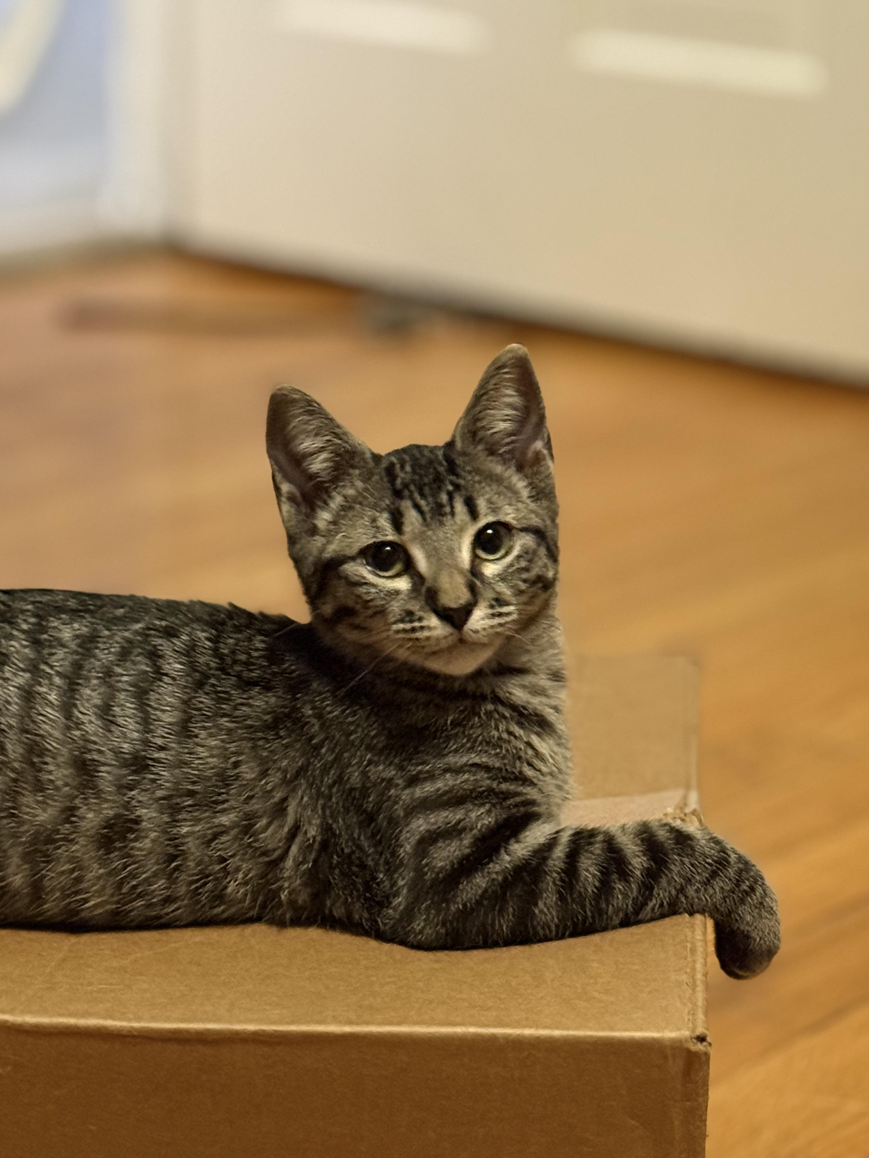 Enlarge Alice, an adoptable American Shorthair in Hillsboro, OR image 3/6