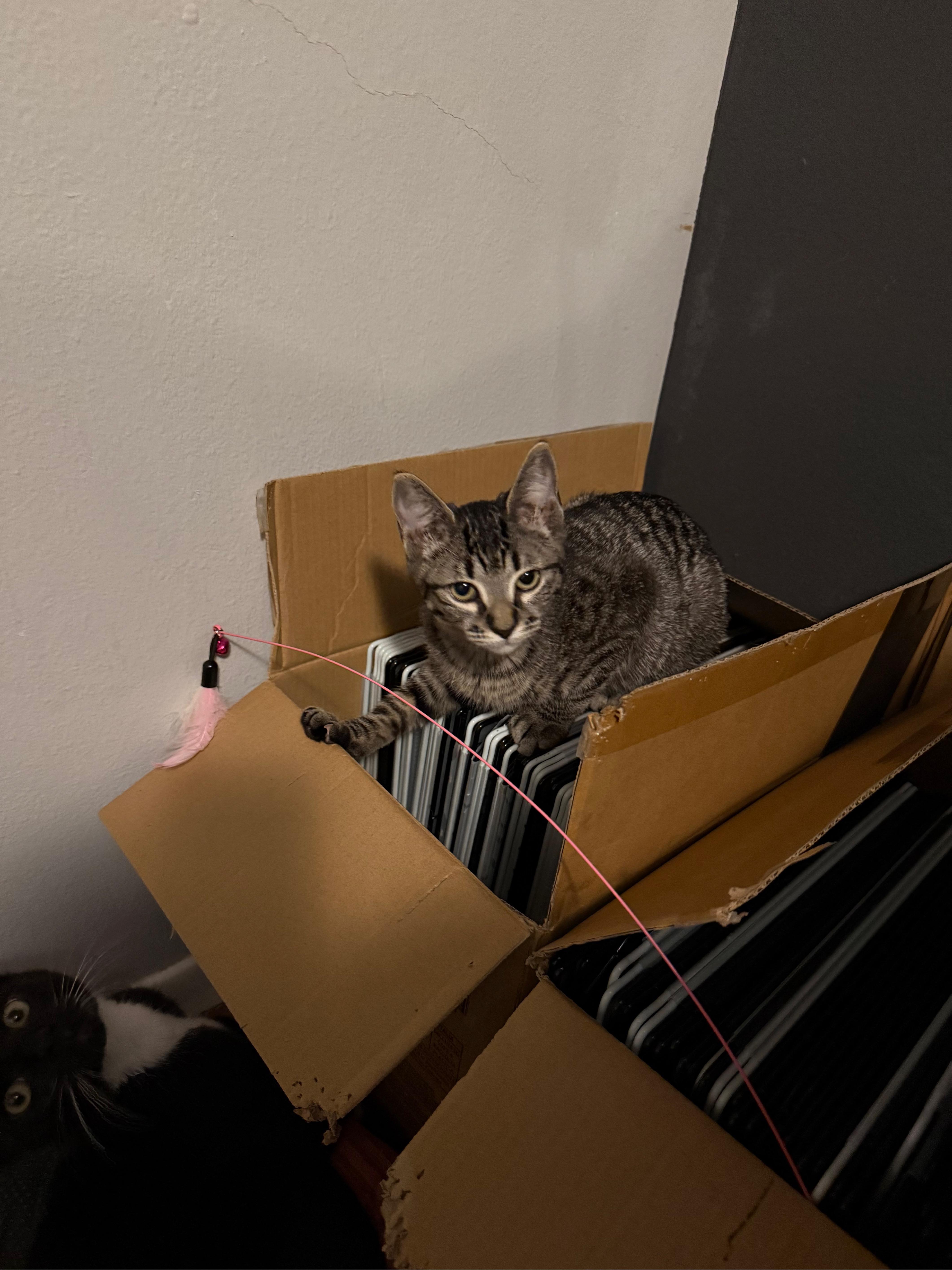Enlarge Alice, an adoptable American Shorthair in Hillsboro, OR image 4/6