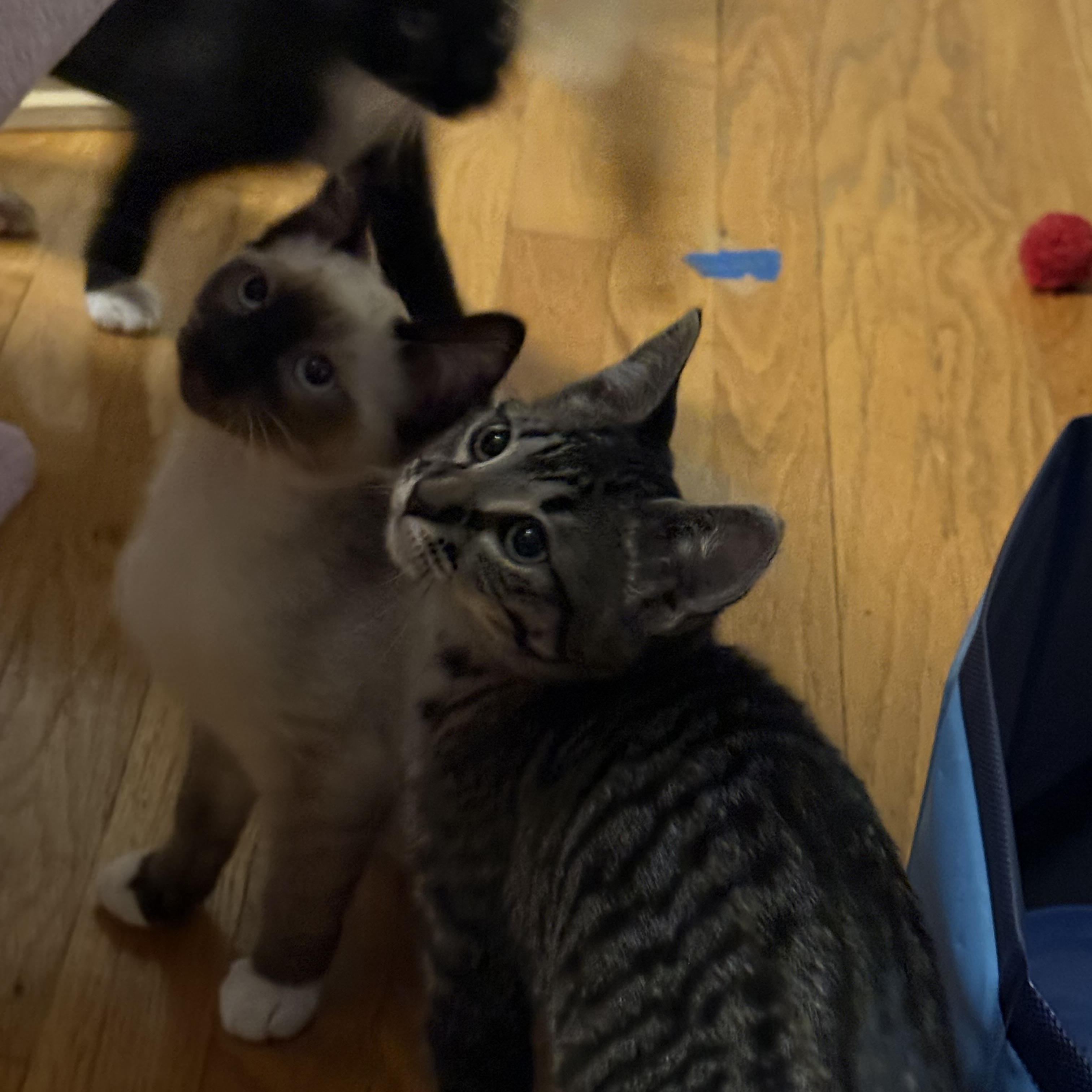 Enlarge Alice, an adoptable American Shorthair in Hillsboro, OR image 6/6