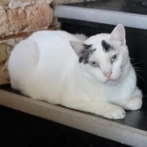 Ahmos, Adoptable, Senior Male Domestic Short Hair.