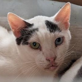 Ahmos, a Adoptable Domestic Short Hair in Chicago, IL image 2/2