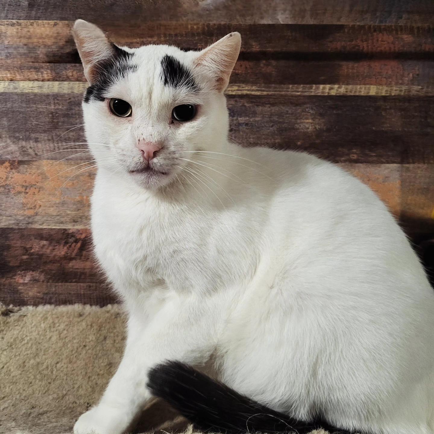 Ahmos, Adoptable, Senior Male Domestic Short Hair.