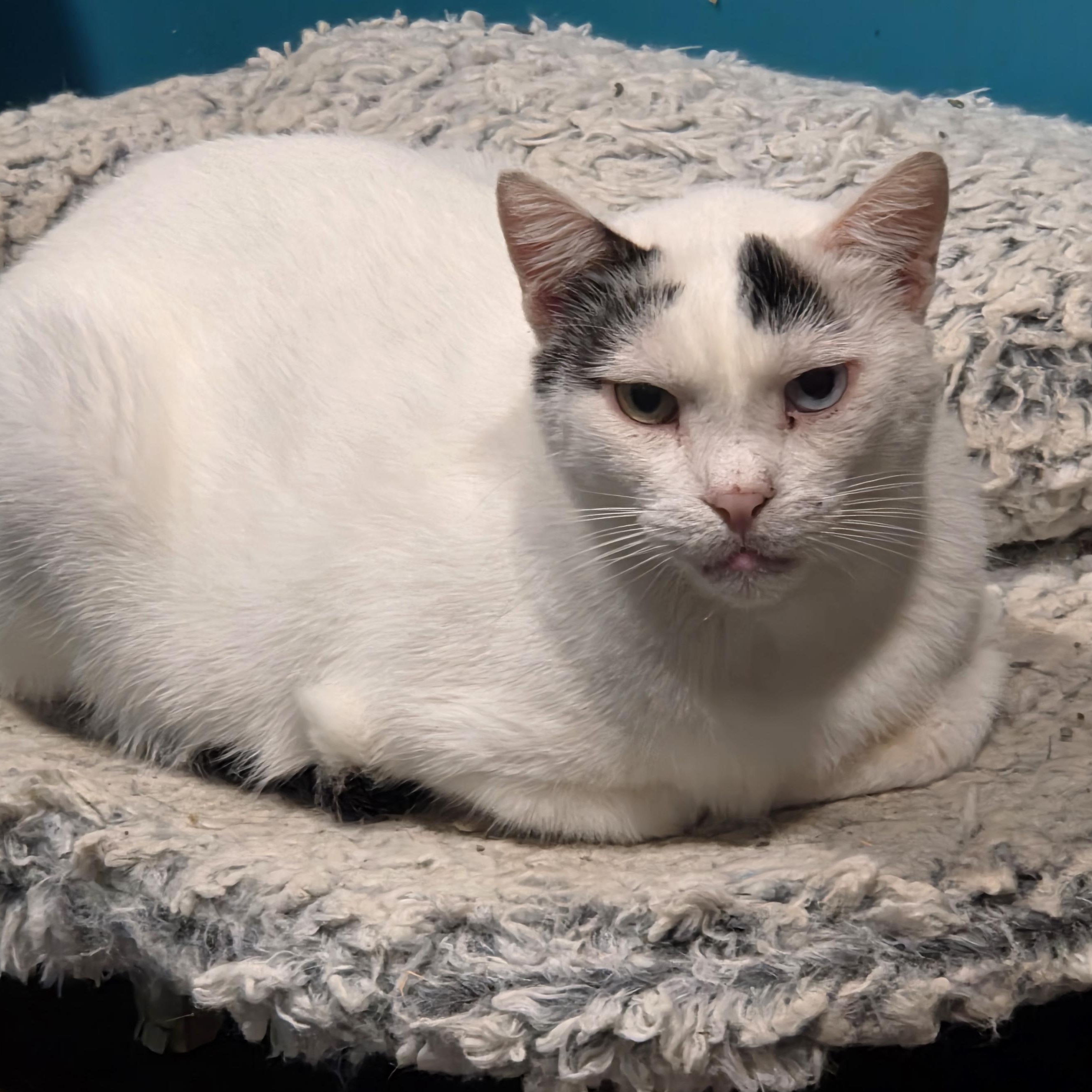 Enlarge Ahmos, a Adoptable Domestic Short Hair in Chicago, IL image 3/4