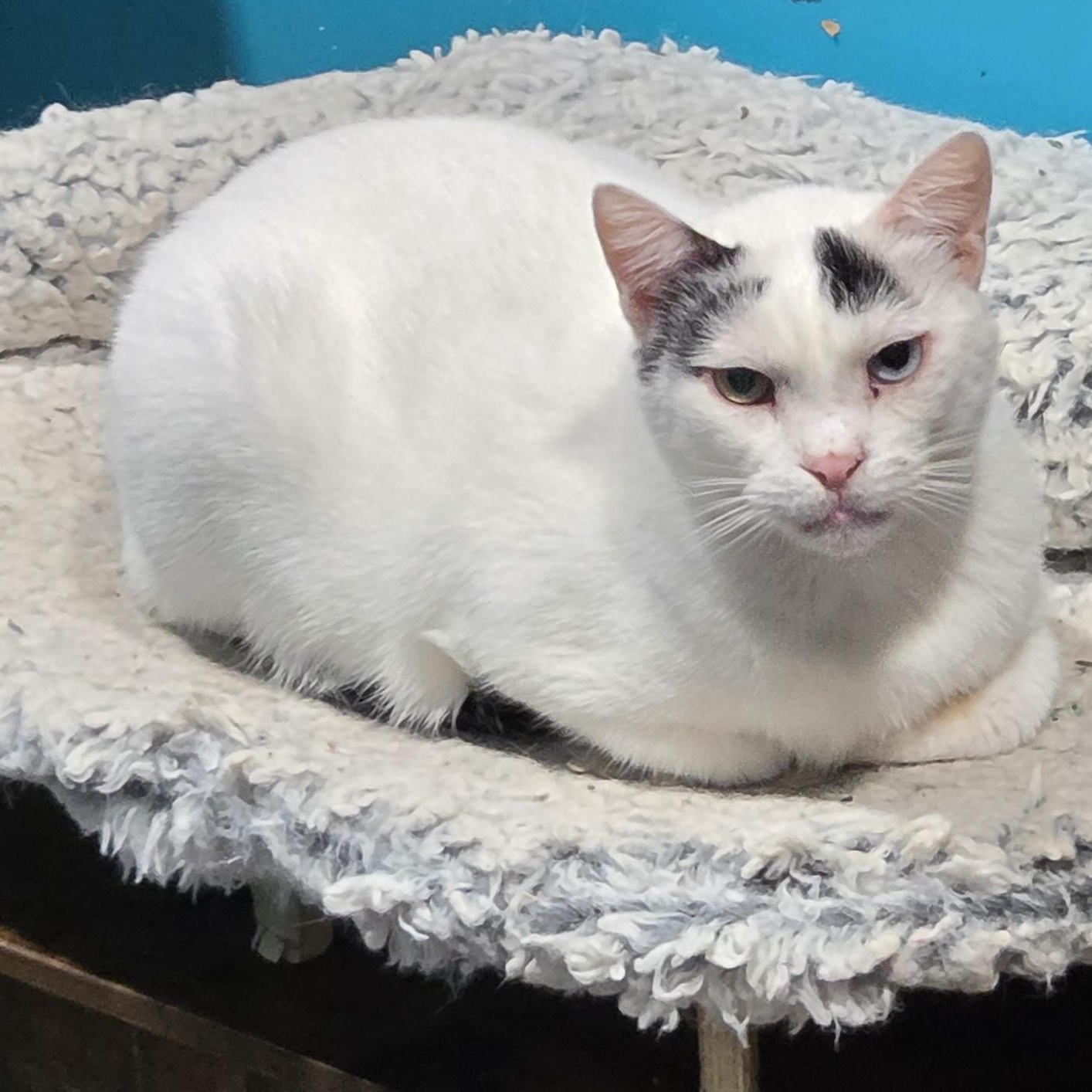 Enlarge Ahmos, a Adoptable Domestic Short Hair in Chicago, IL image 4/4