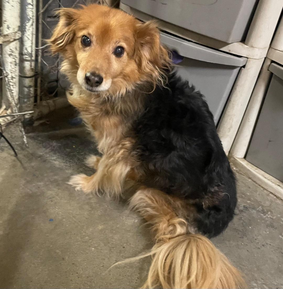 Zeke, an adoptable Dachshund (Long Haired) in Billings, MT, 59101 | Photo Image 1