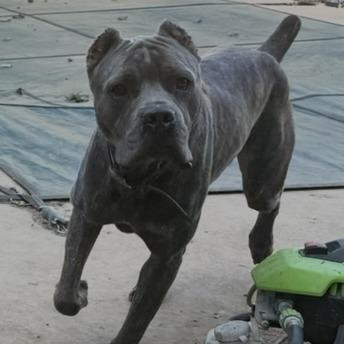 Odin, Adoptable, Adult Male Cane Corso.