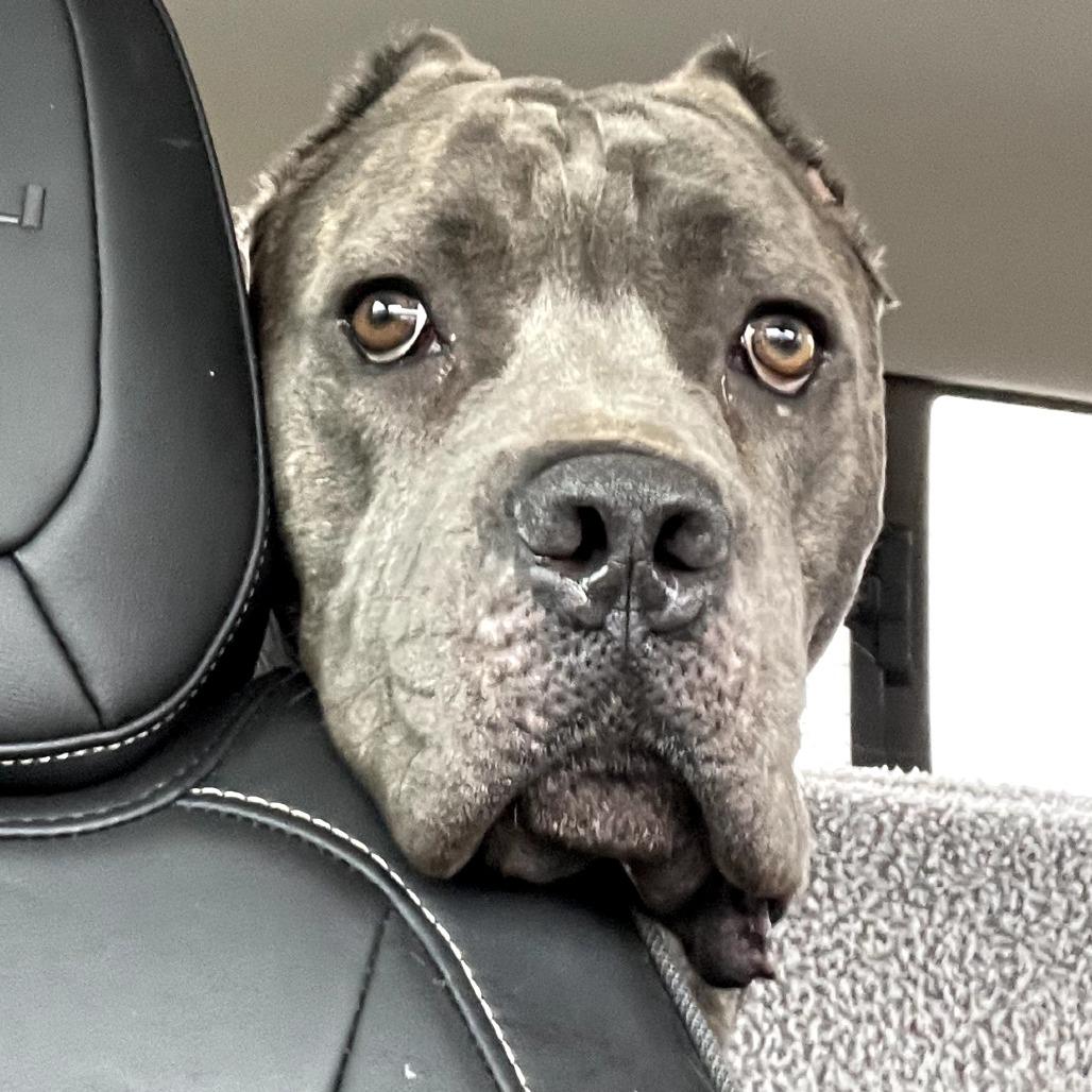 Odin, a Adoptable Cane Corso in Mebane, NC image 2/6