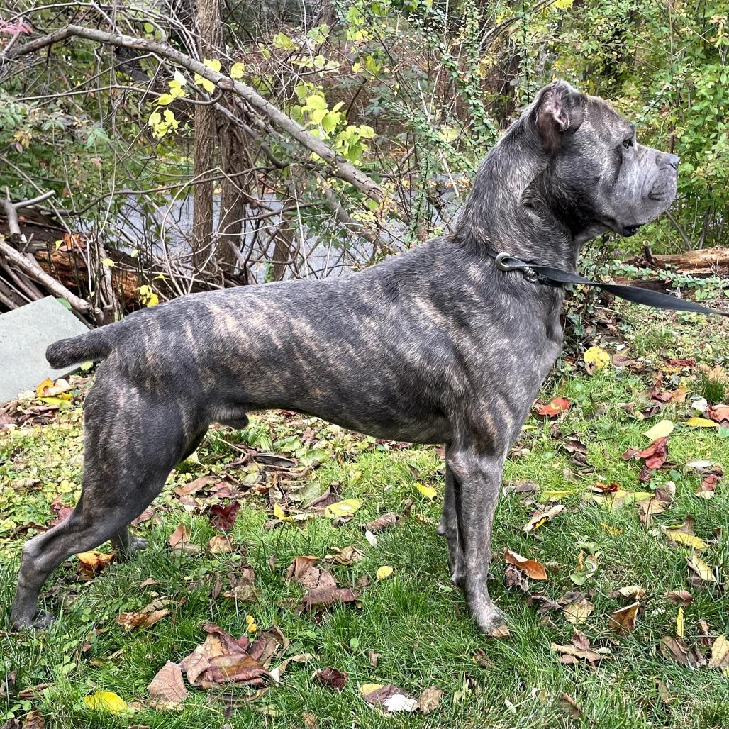 Odin, a Adoptable Cane Corso in Mebane, NC image 4/6