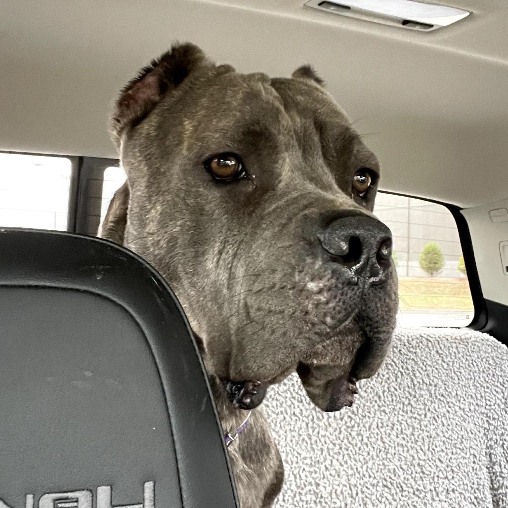 Odin, a Adoptable Cane Corso in Mebane, NC image 5/6