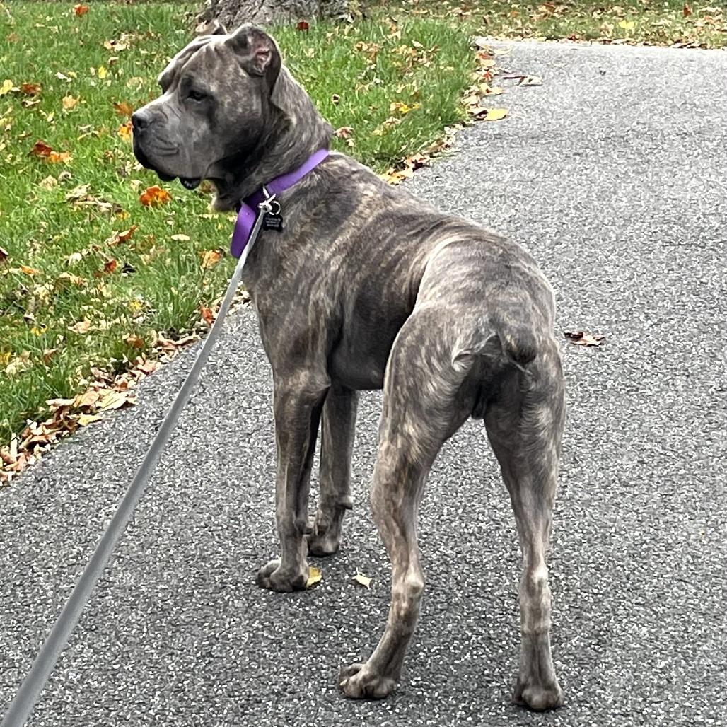 Odin, a Adoptable Cane Corso in Mebane, NC image 6/6