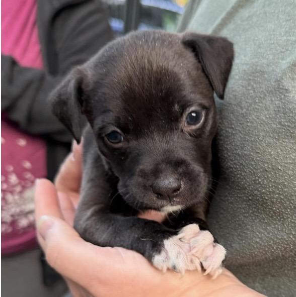Lola, ADOPTABLE, Puppy Female Mixed Breed.