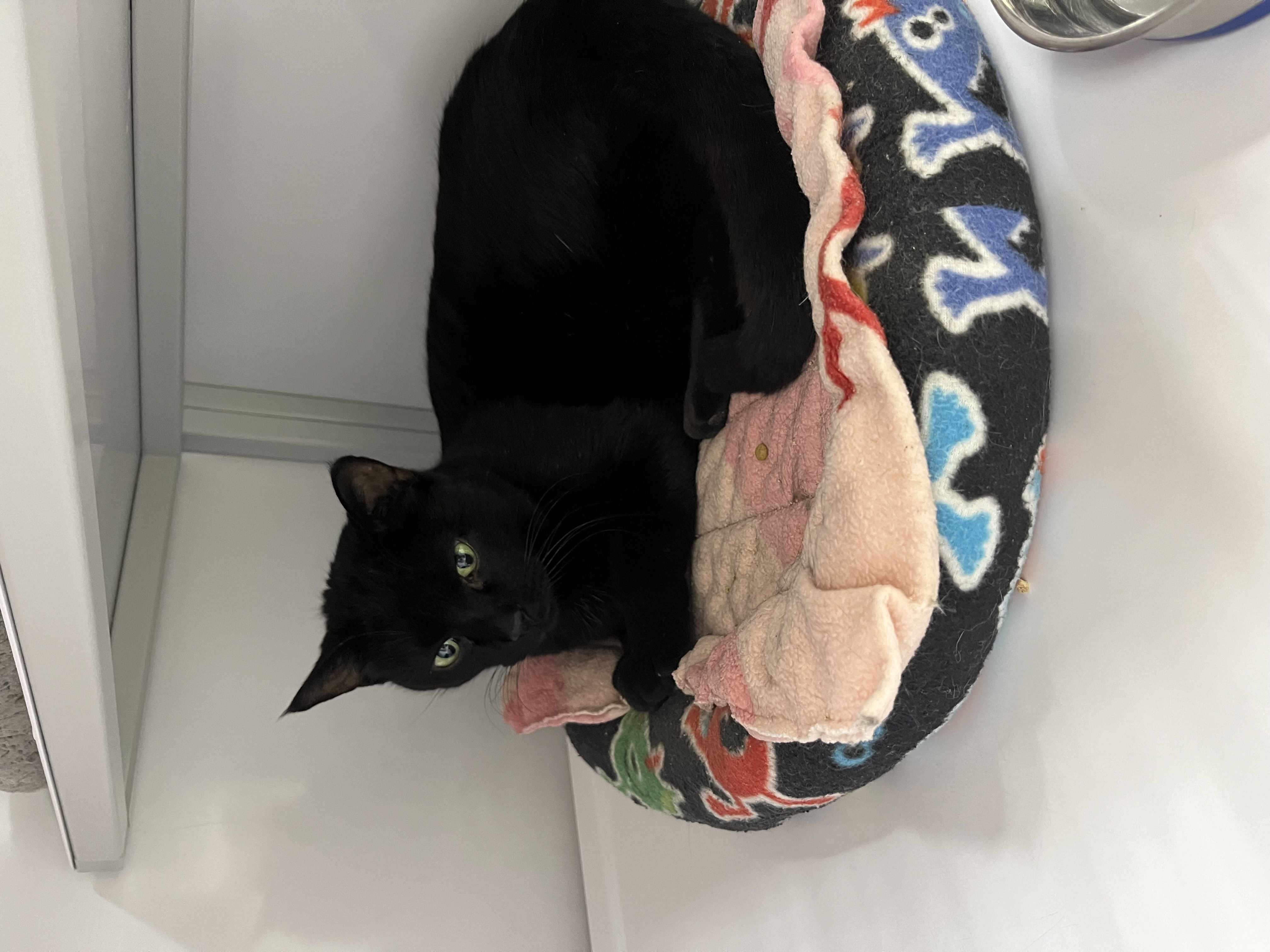 Shy, a Adoptable Domestic Short Hair in Grand Rapids, MI image 2/6