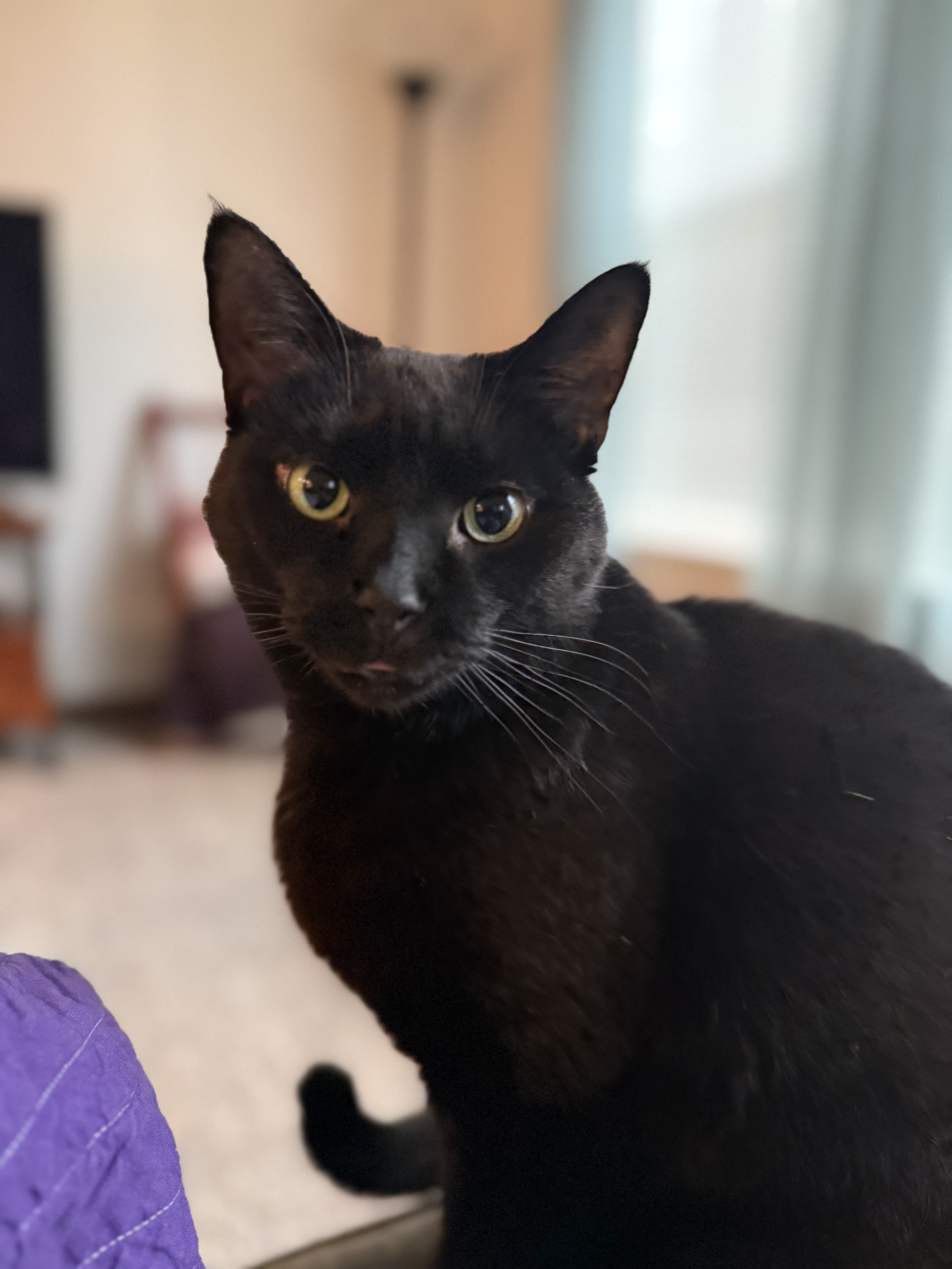 Shy, a Adoptable Domestic Short Hair in Grand Rapids, MI image 1/6