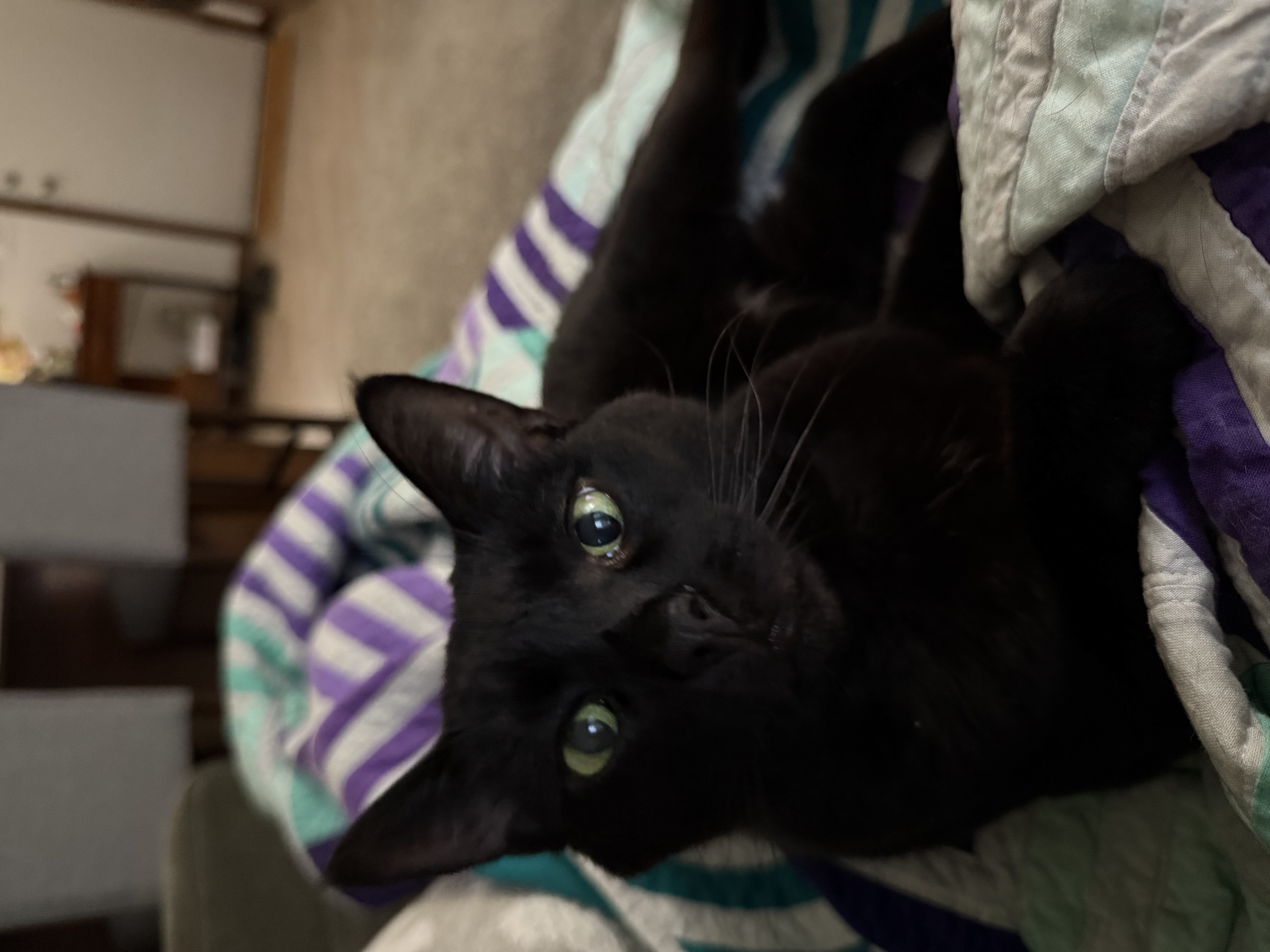 Shy, a Adoptable Domestic Short Hair in Grand Rapids, MI image 6/6