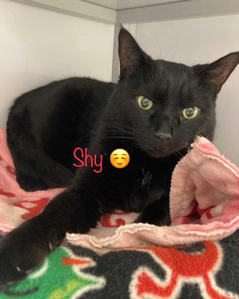 Shy, a Adoptable Domestic Short Hair in Grand Rapids, MI image 3/6