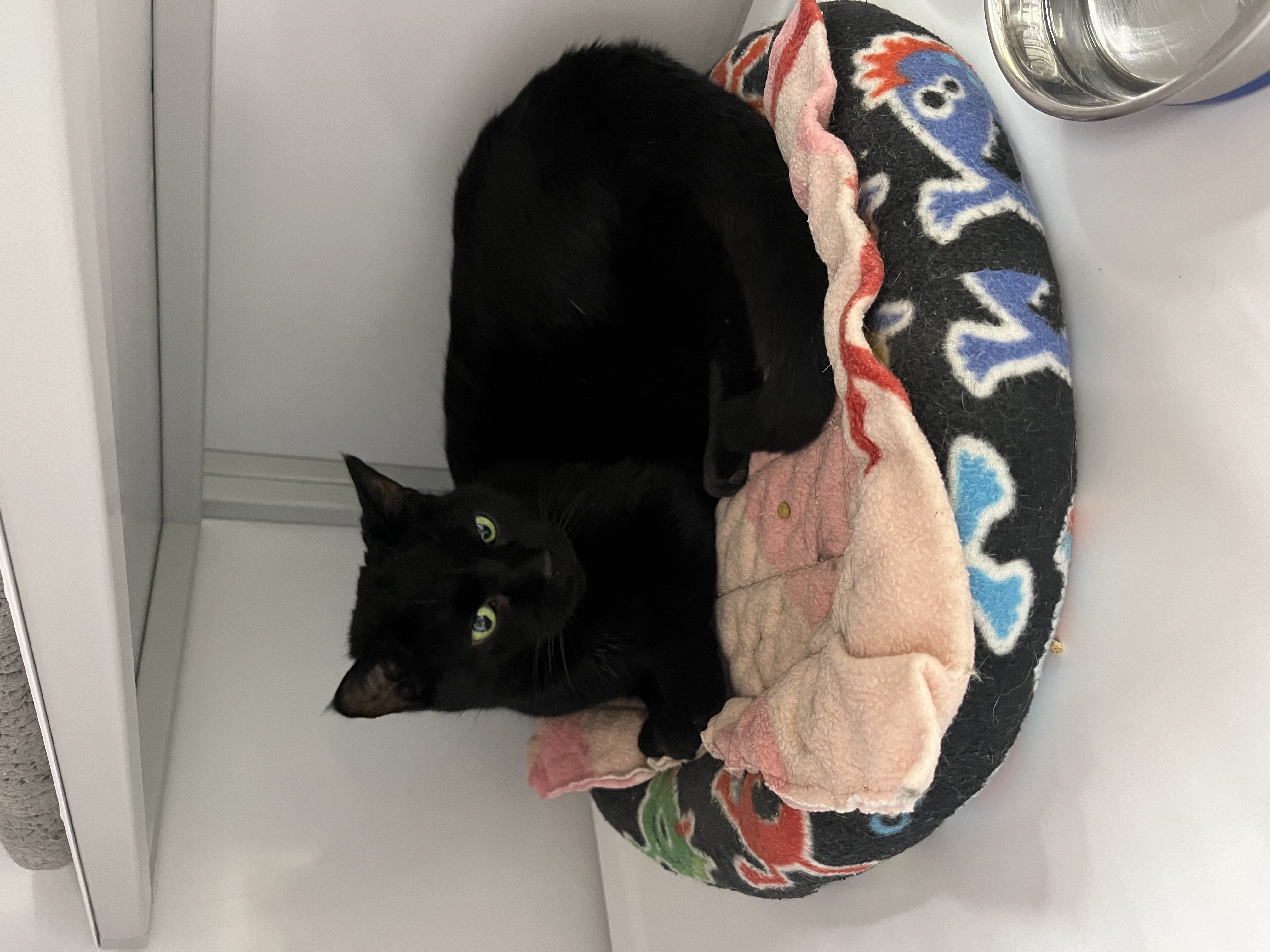 Shy, a Adoptable Domestic Short Hair in Grand Rapids, MI image 4/6