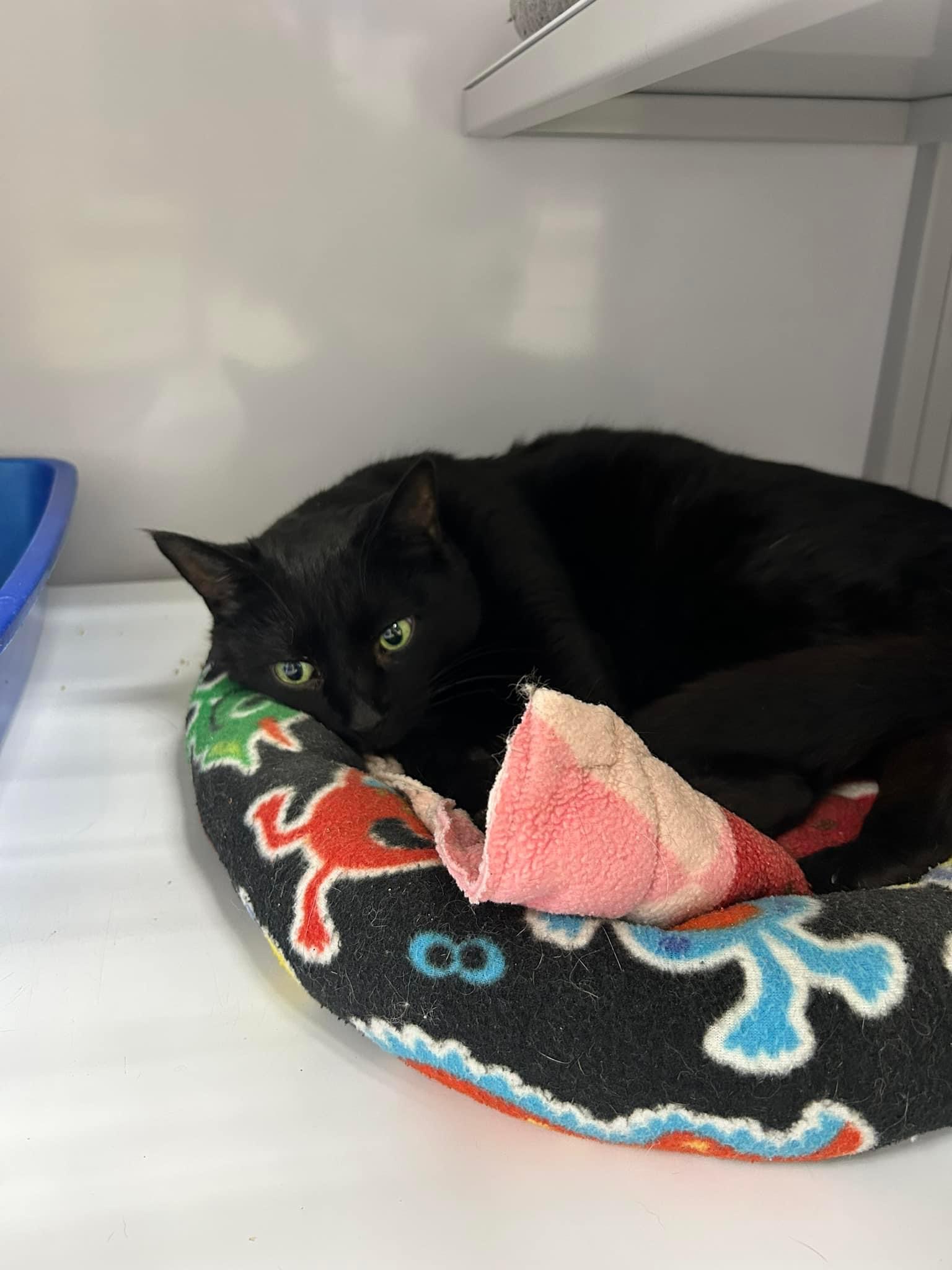 Shy, a Adoptable Domestic Short Hair in Grand Rapids, MI image 5/6