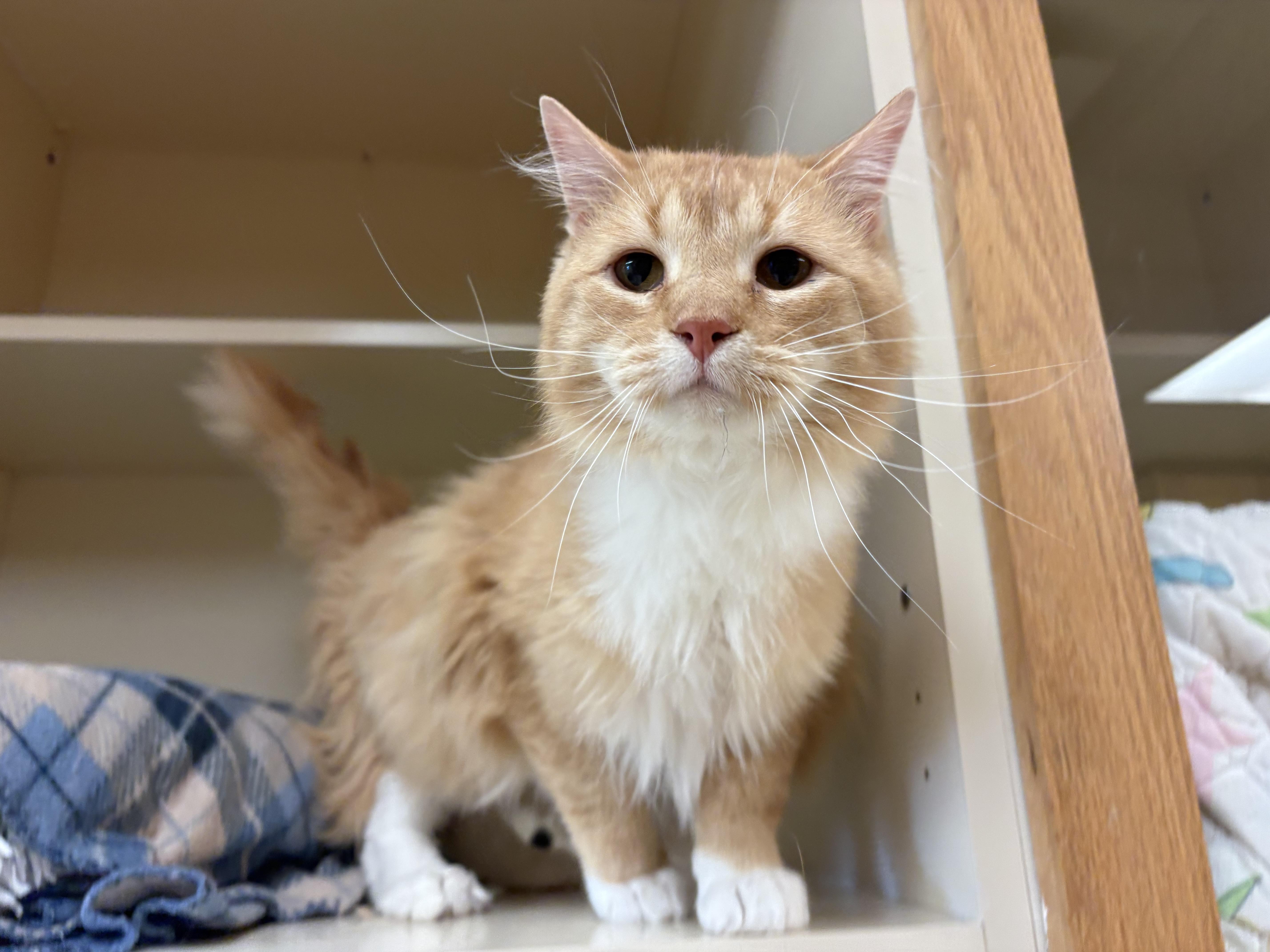 Sunshine, an adopted mixed breed in Hays, KS image 2/6