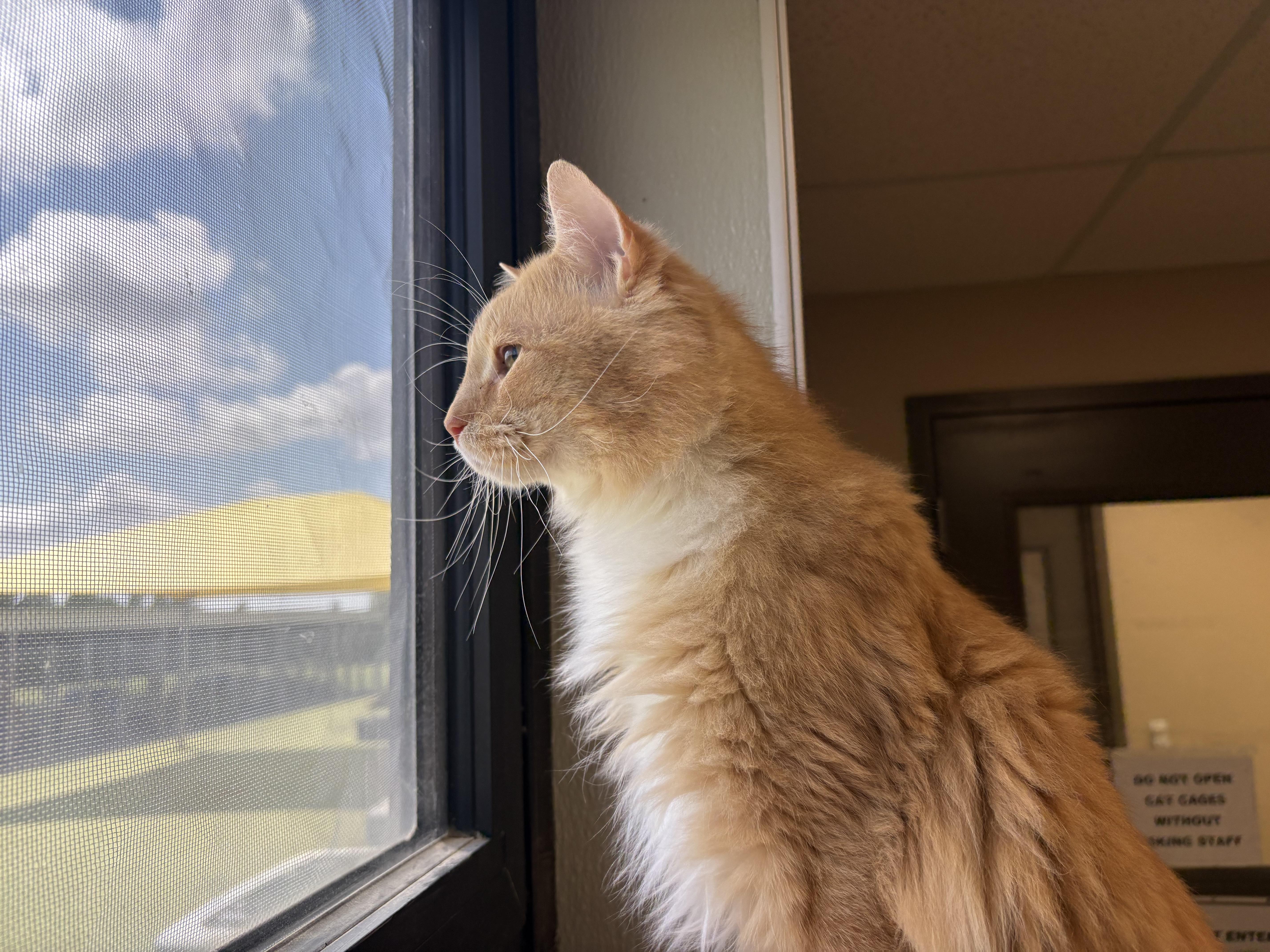 Sunshine, an adopted mixed breed in Hays, KS image 1/6