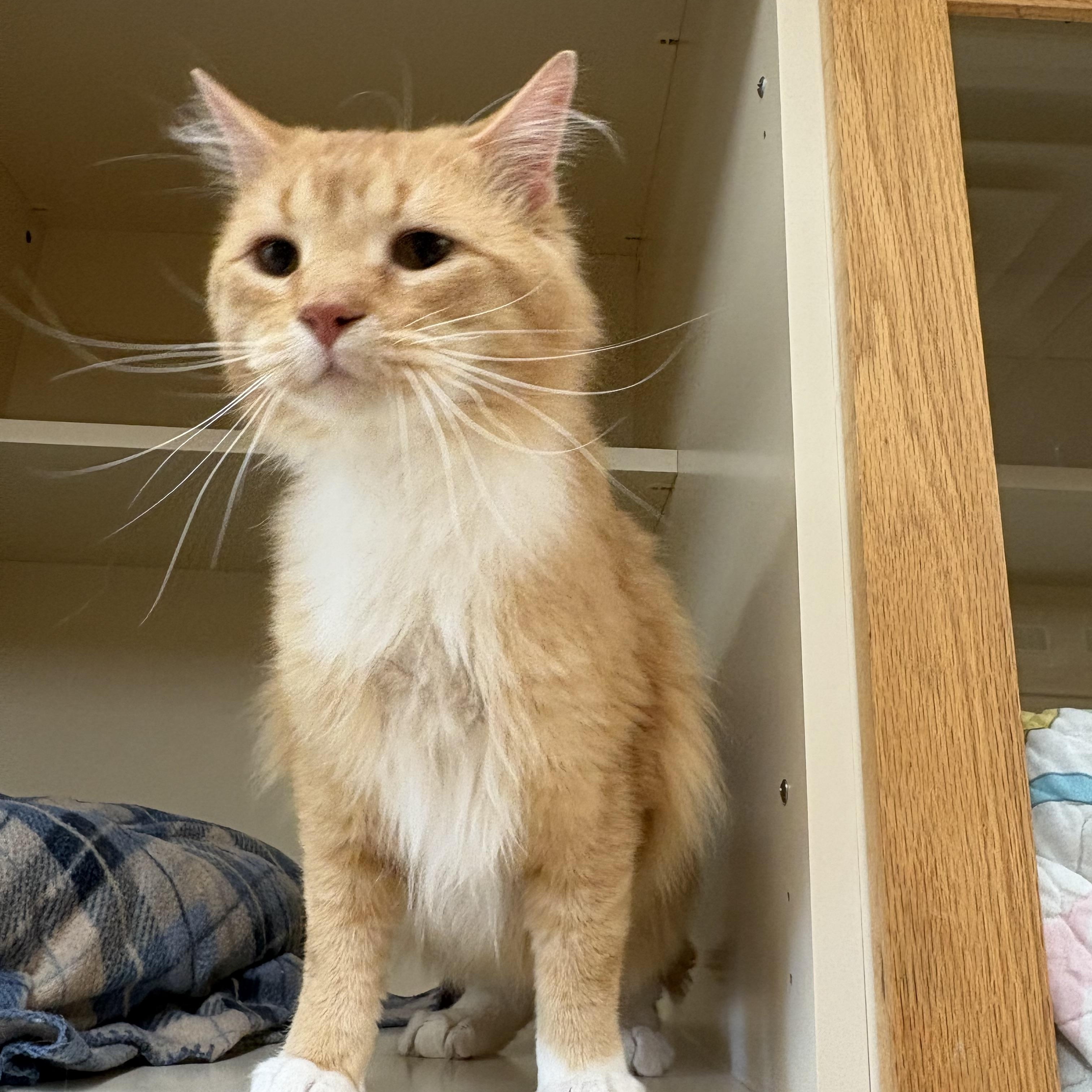 Sunshine, an adopted mixed breed in Hays, KS image 6/6