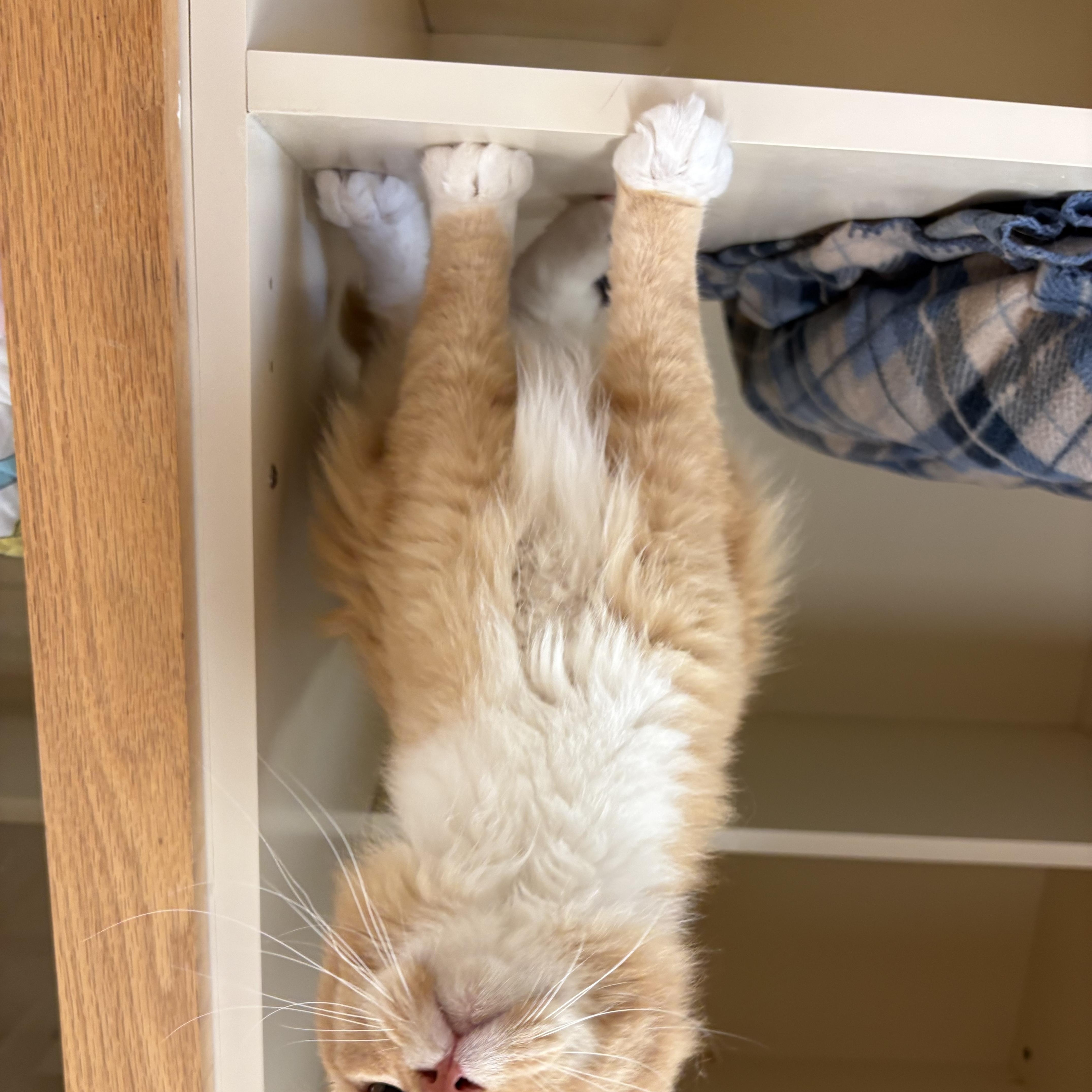 Sunshine, an adopted mixed breed in Hays, KS image 4/6