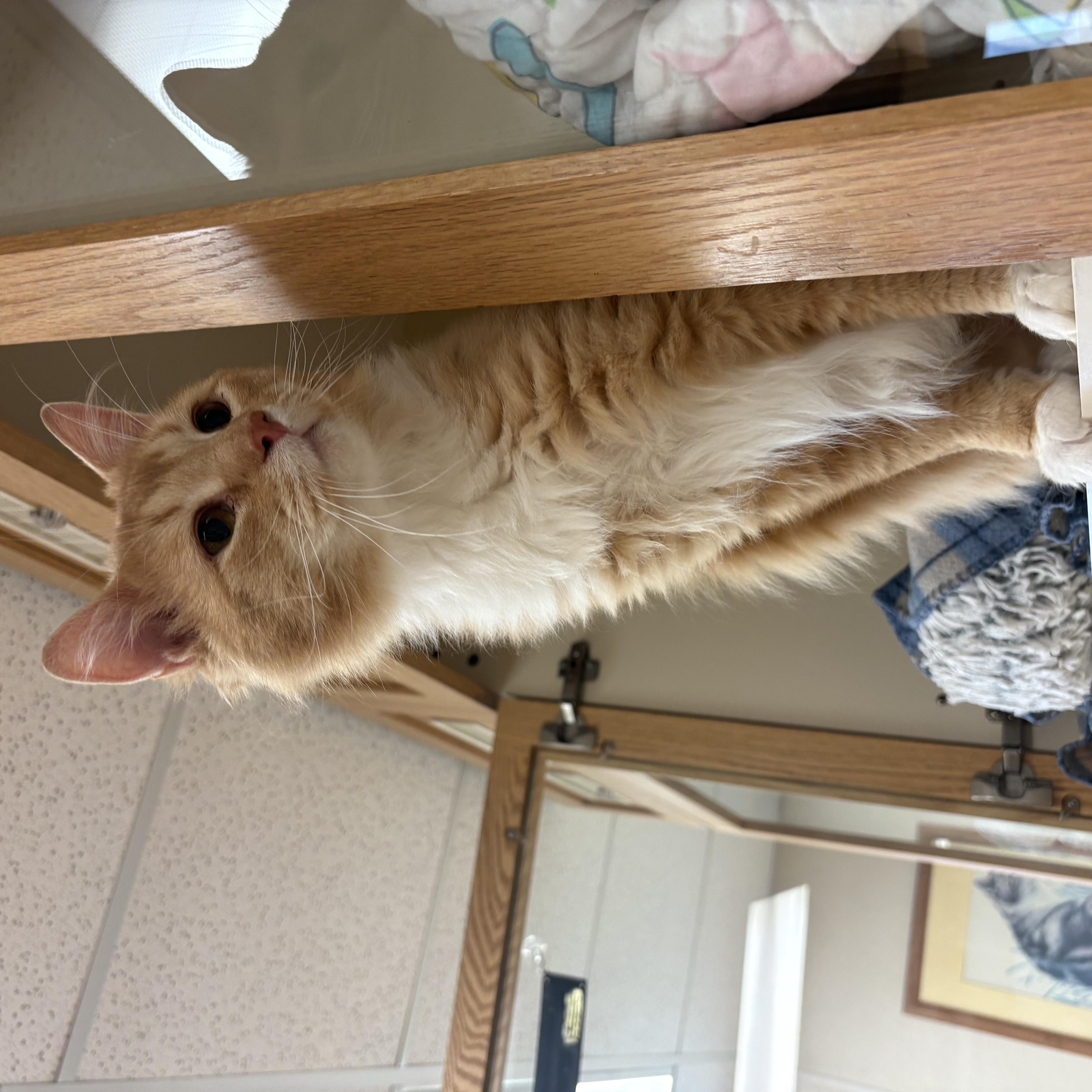 Sunshine, an adopted mixed breed in Hays, KS image 3/6
