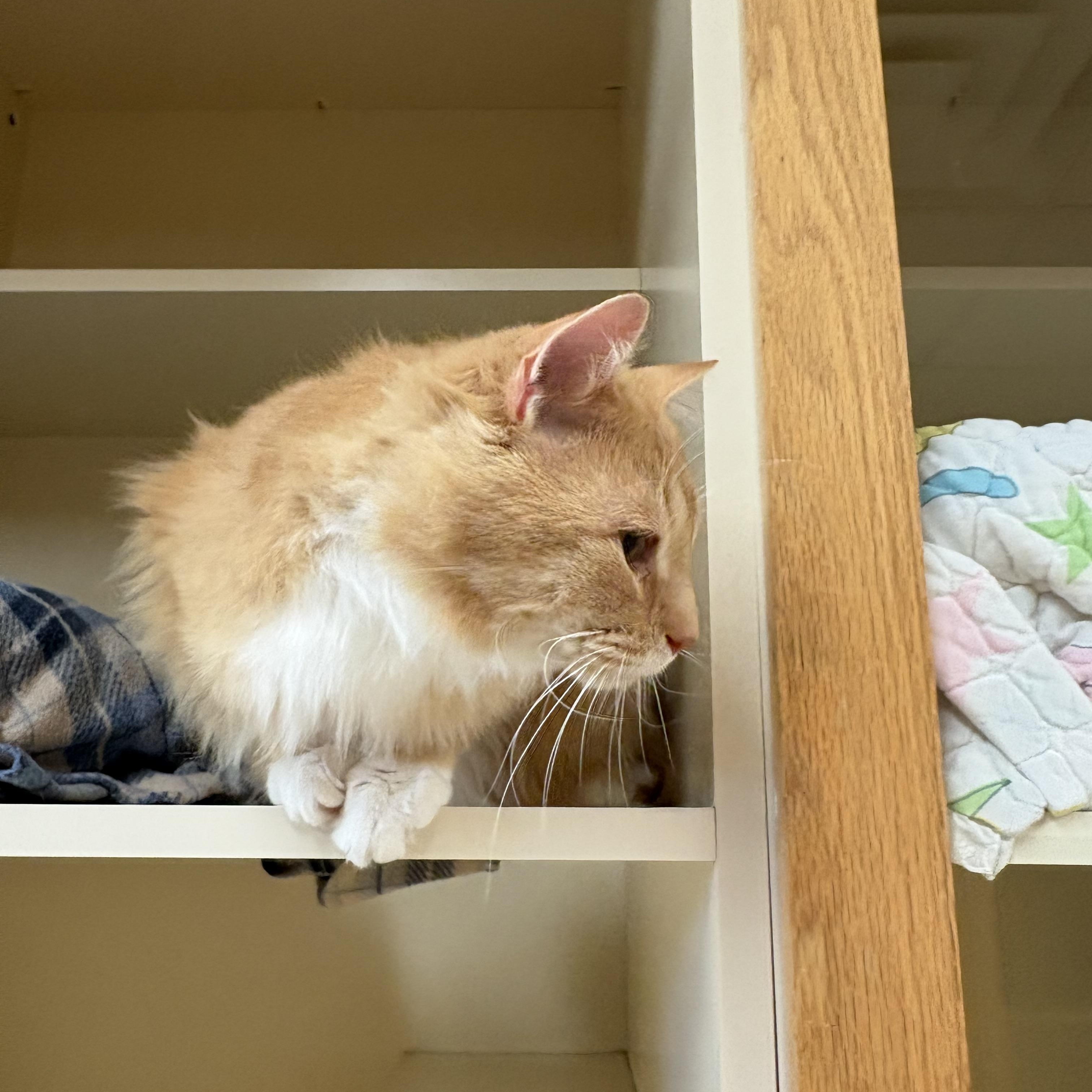 Sunshine, an adopted mixed breed in Hays, KS image 5/6