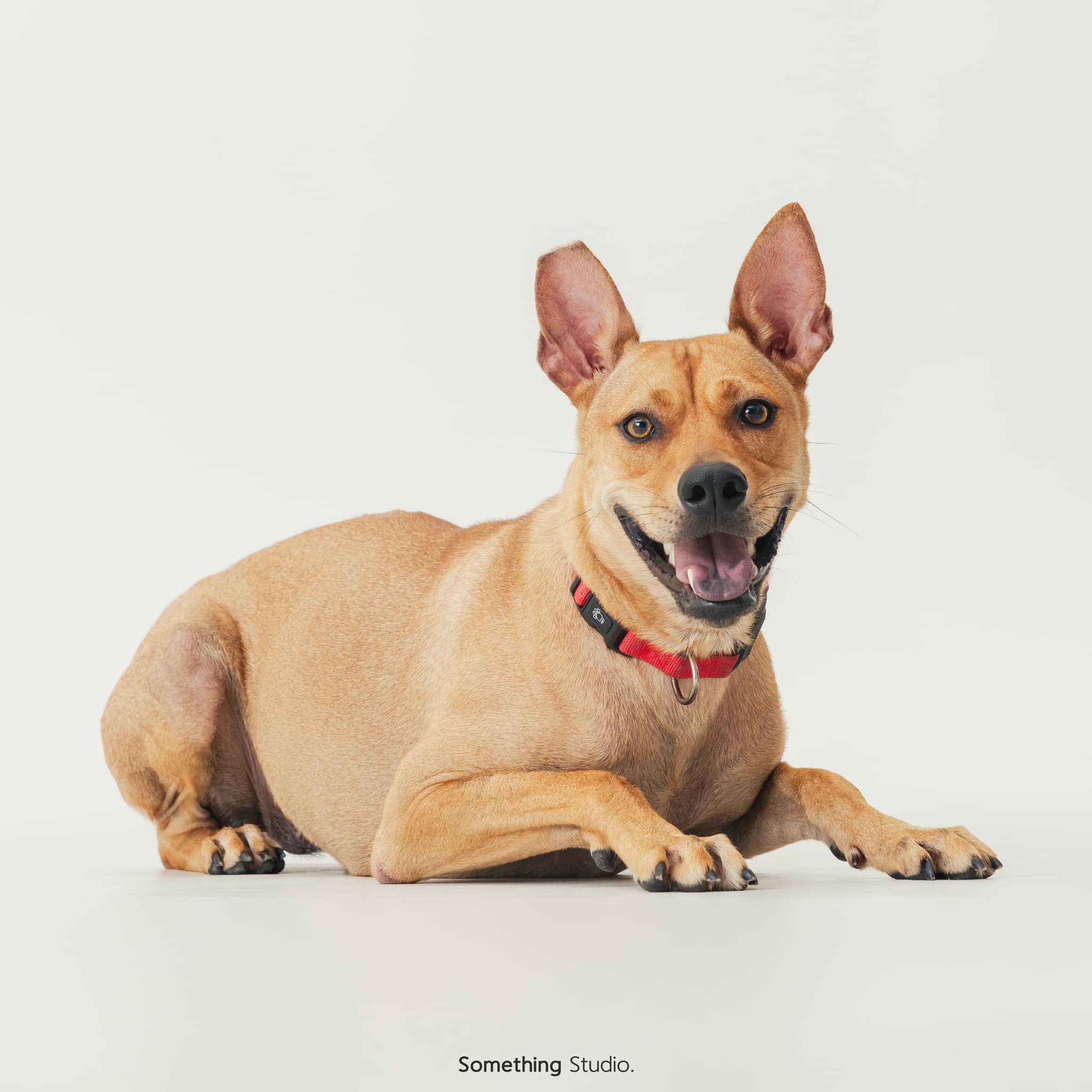 Dog for adoption Salome, a Mixed Breed in South San Francisco, CA