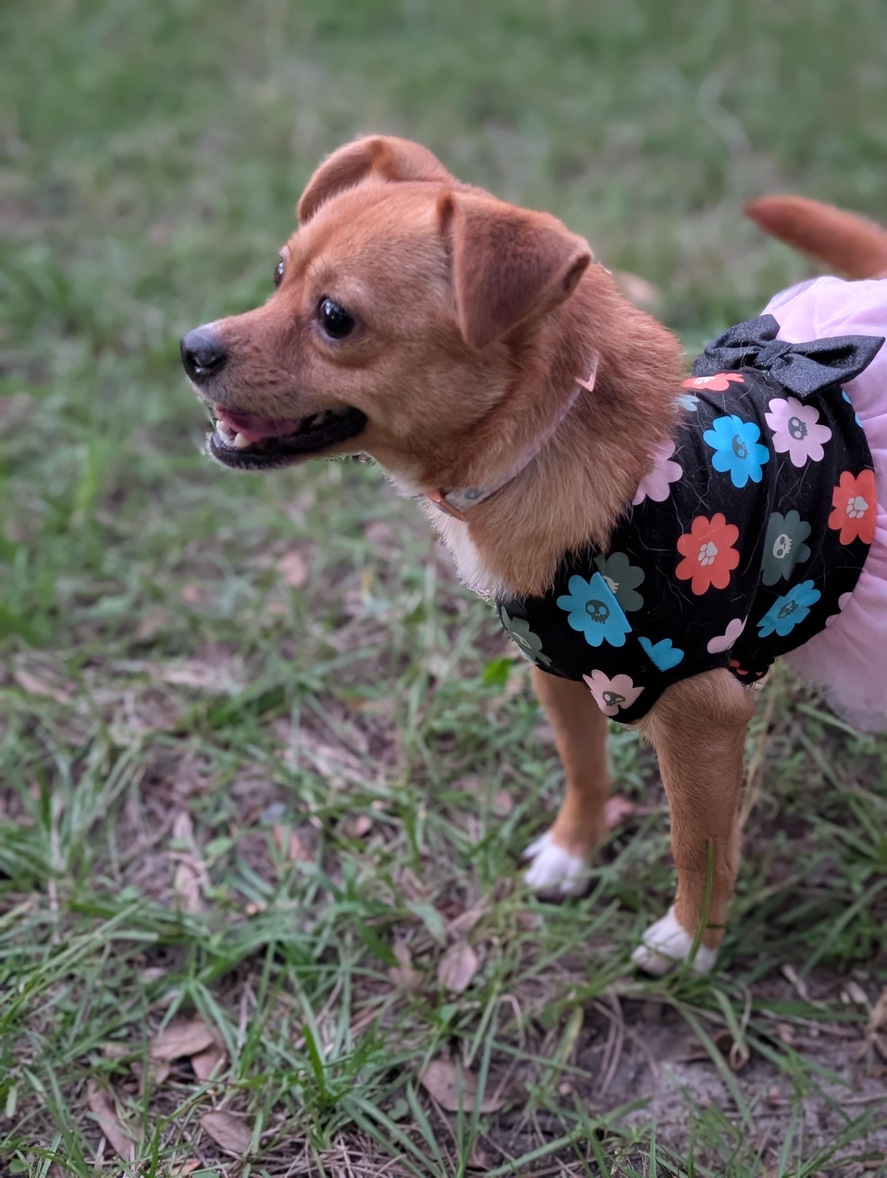 Enlarge Bijou, a Adoptable mixed breed in Bloomingdale, GA image 5/5