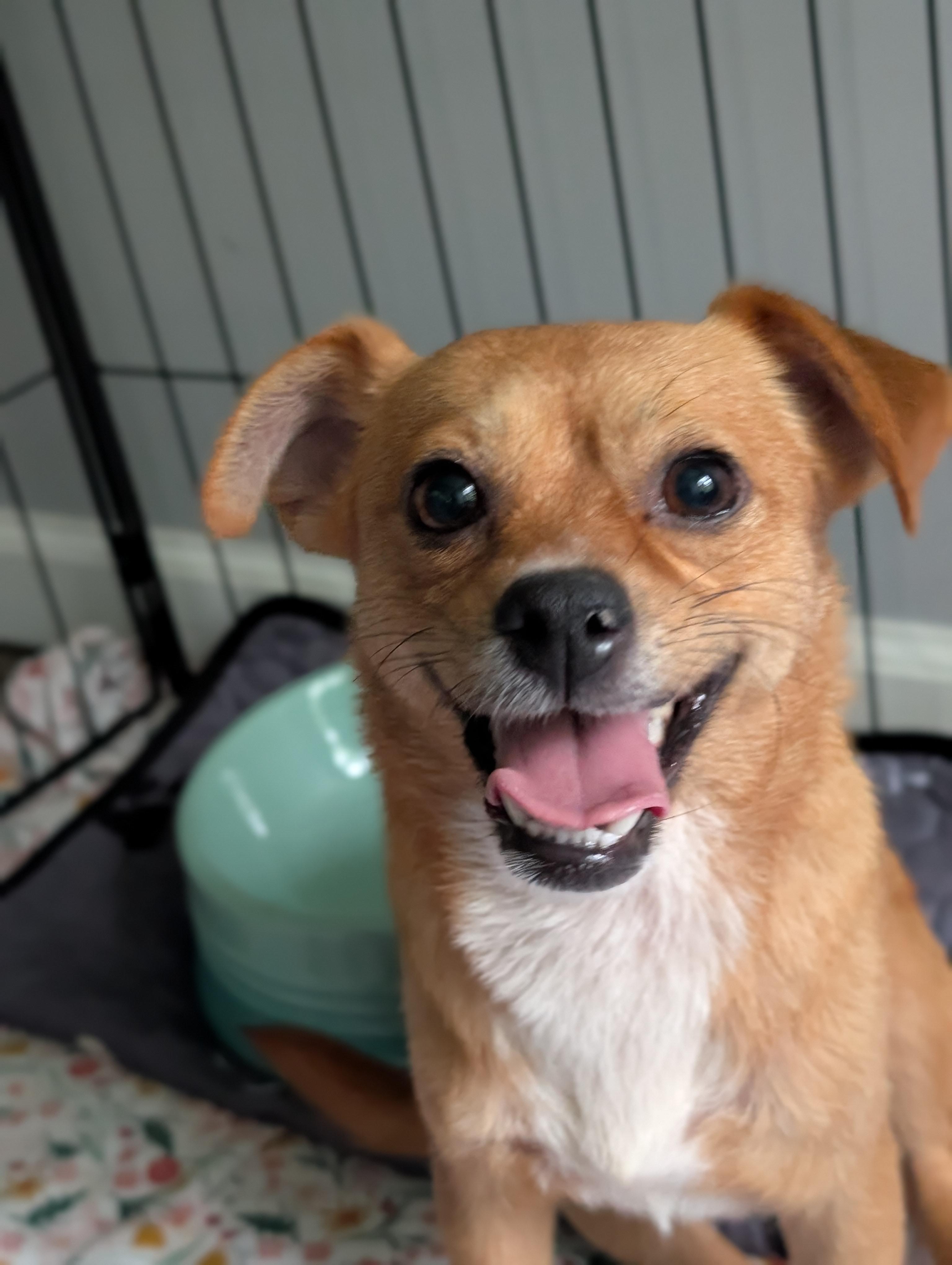 Bijou, Adoptable, Adult Female Chihuahua.