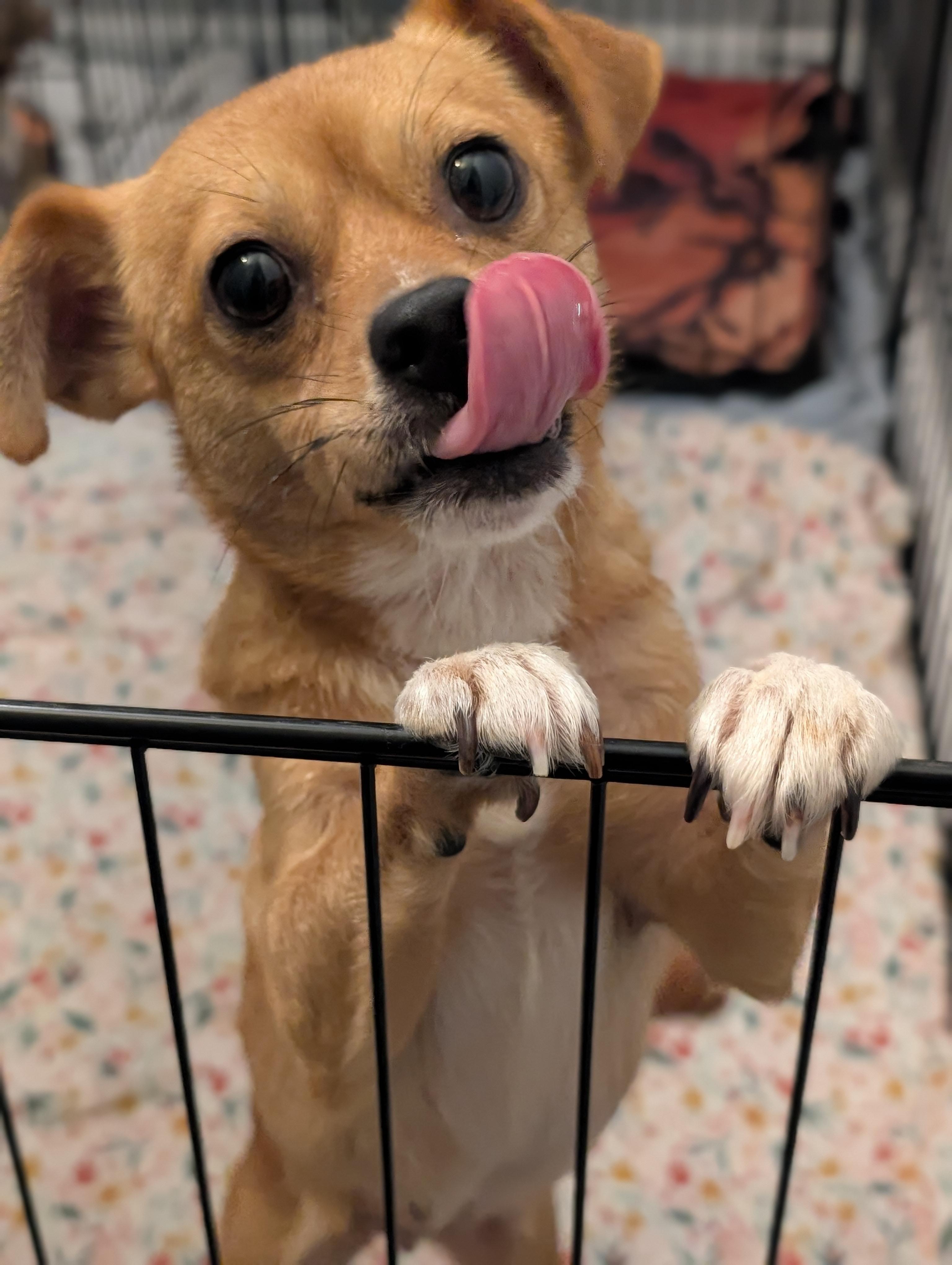 Enlarge Bijou, a Adoptable mixed breed in Bloomingdale, GA image 2/5