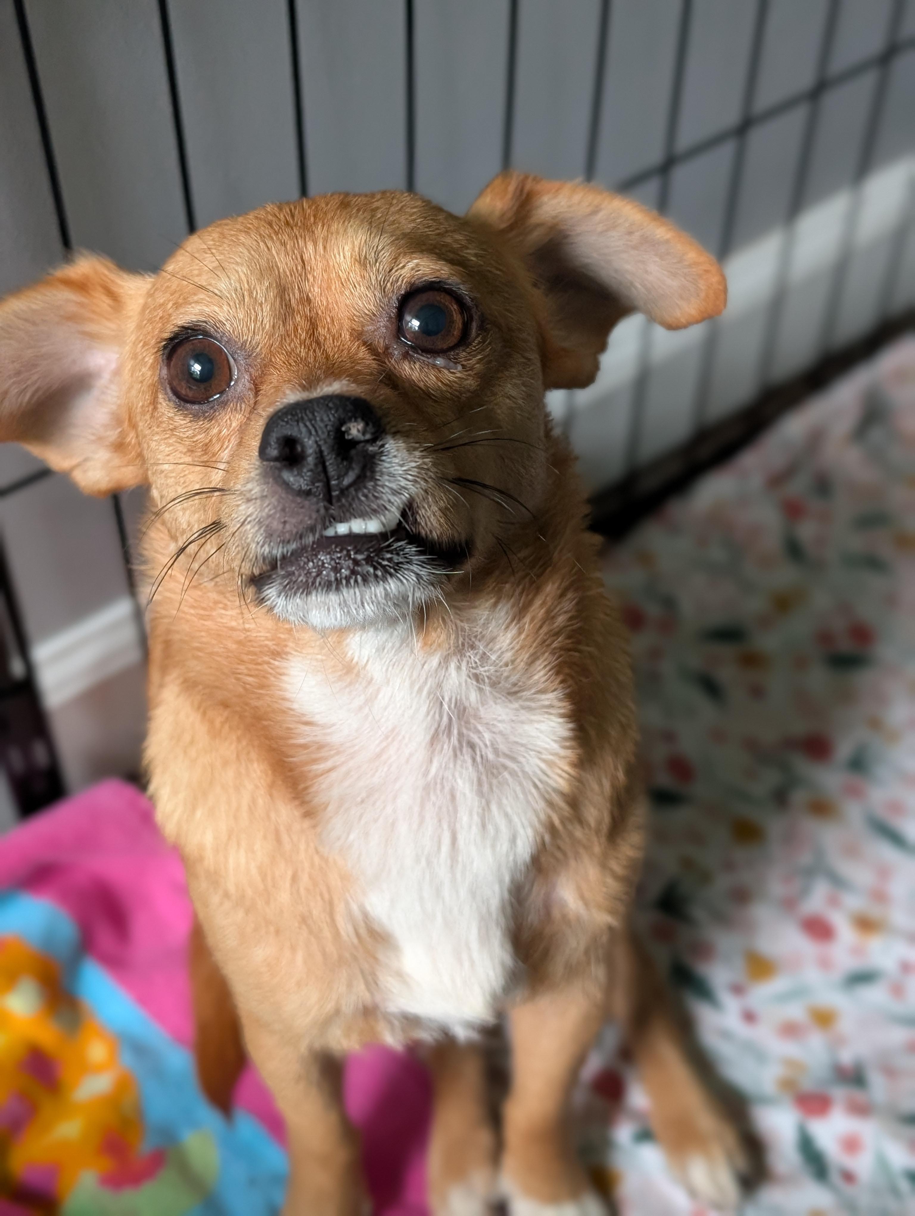 Enlarge Bijou, a Adoptable mixed breed in Bloomingdale, GA image 3/5