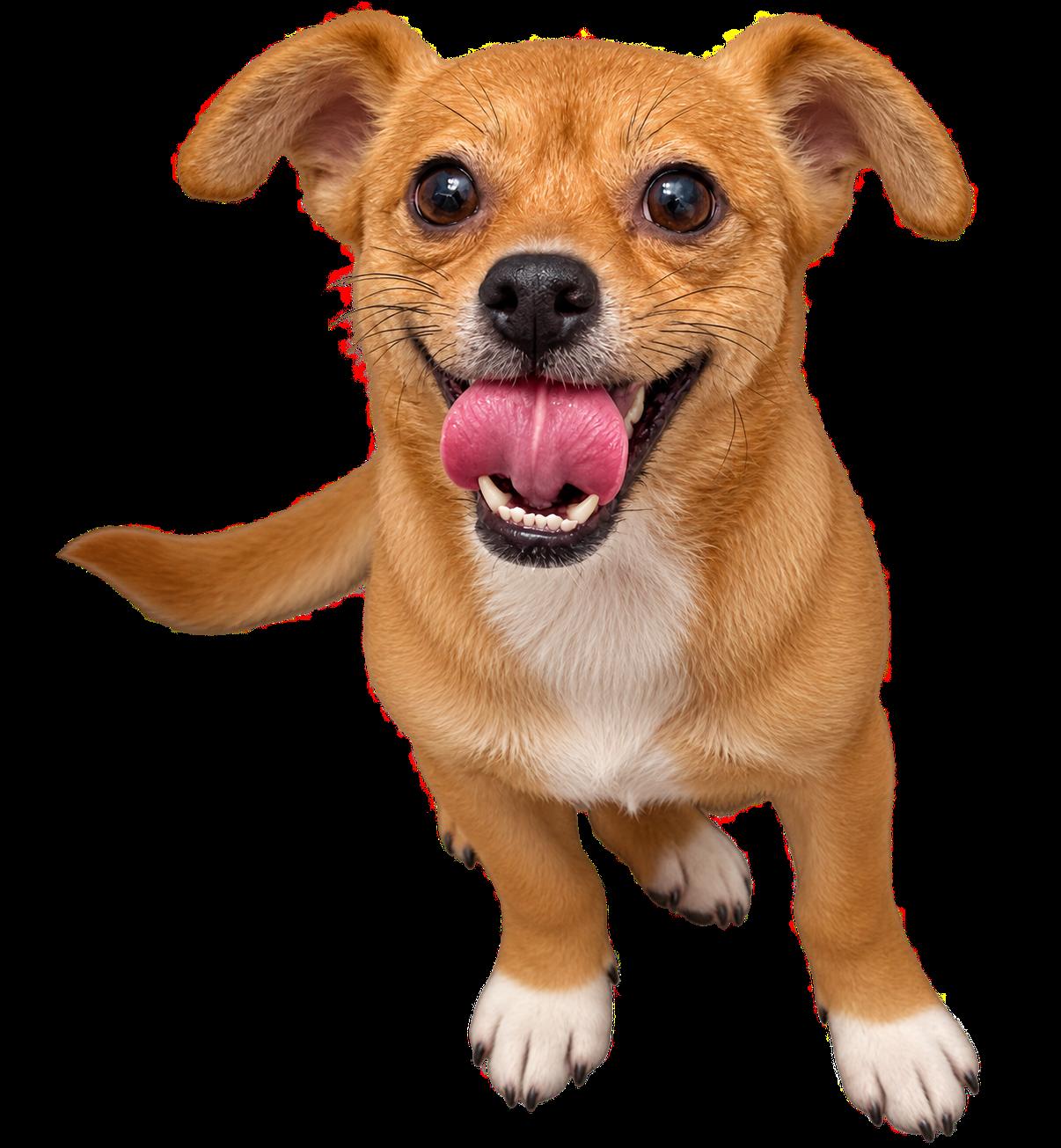 Enlarge Bijou, a Adoptable mixed breed in Bloomingdale, GA image 4/5