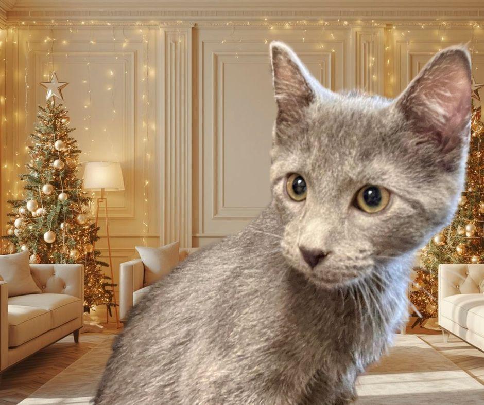 Hank-bonded with Lady Bug, ADOPTABLE, Kitten Male Domestic Short Hair.