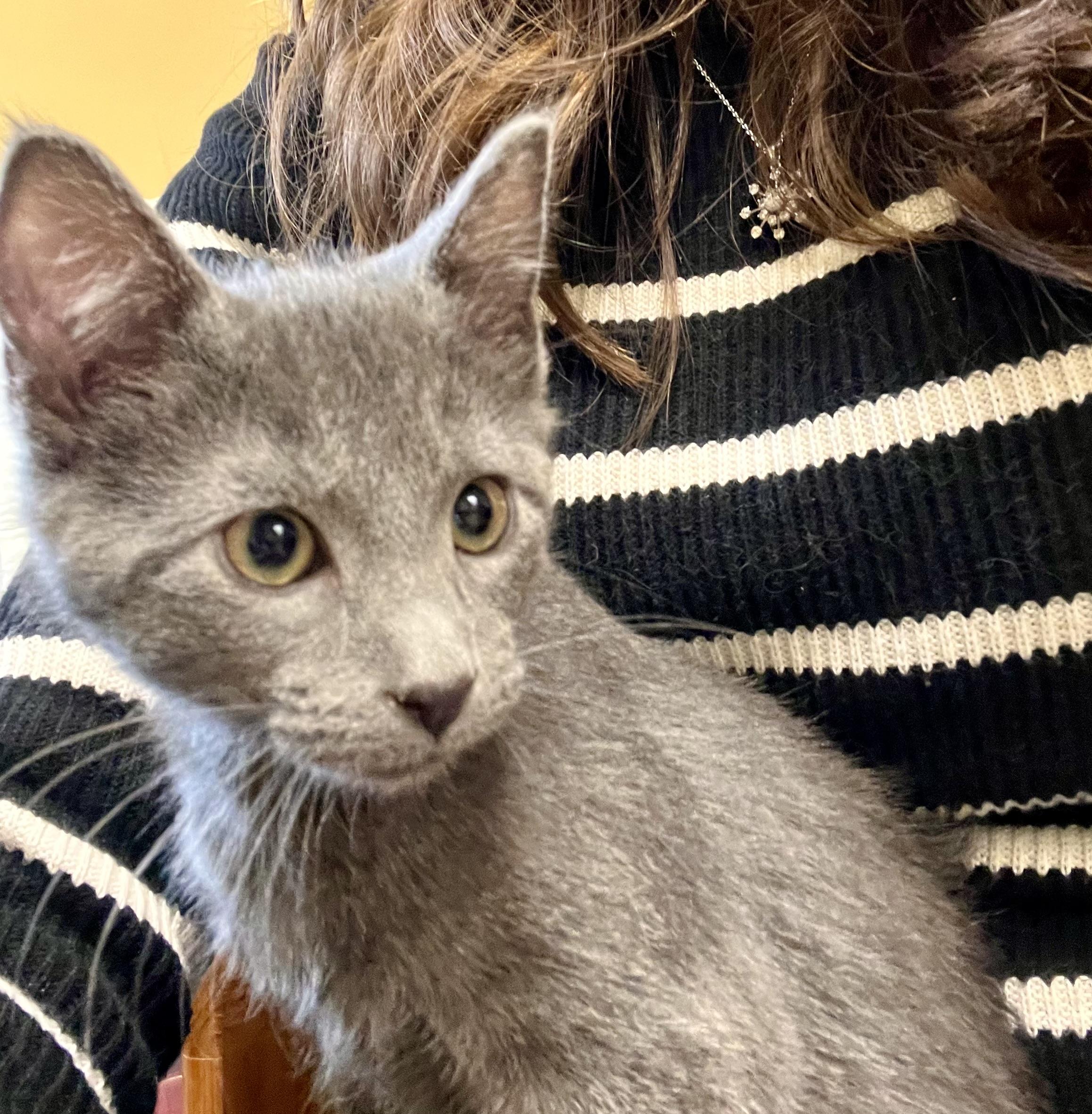 Hank-bonded with Lady Bug, an adopted Domestic Short Hair in Fairmont, MN image 2/4