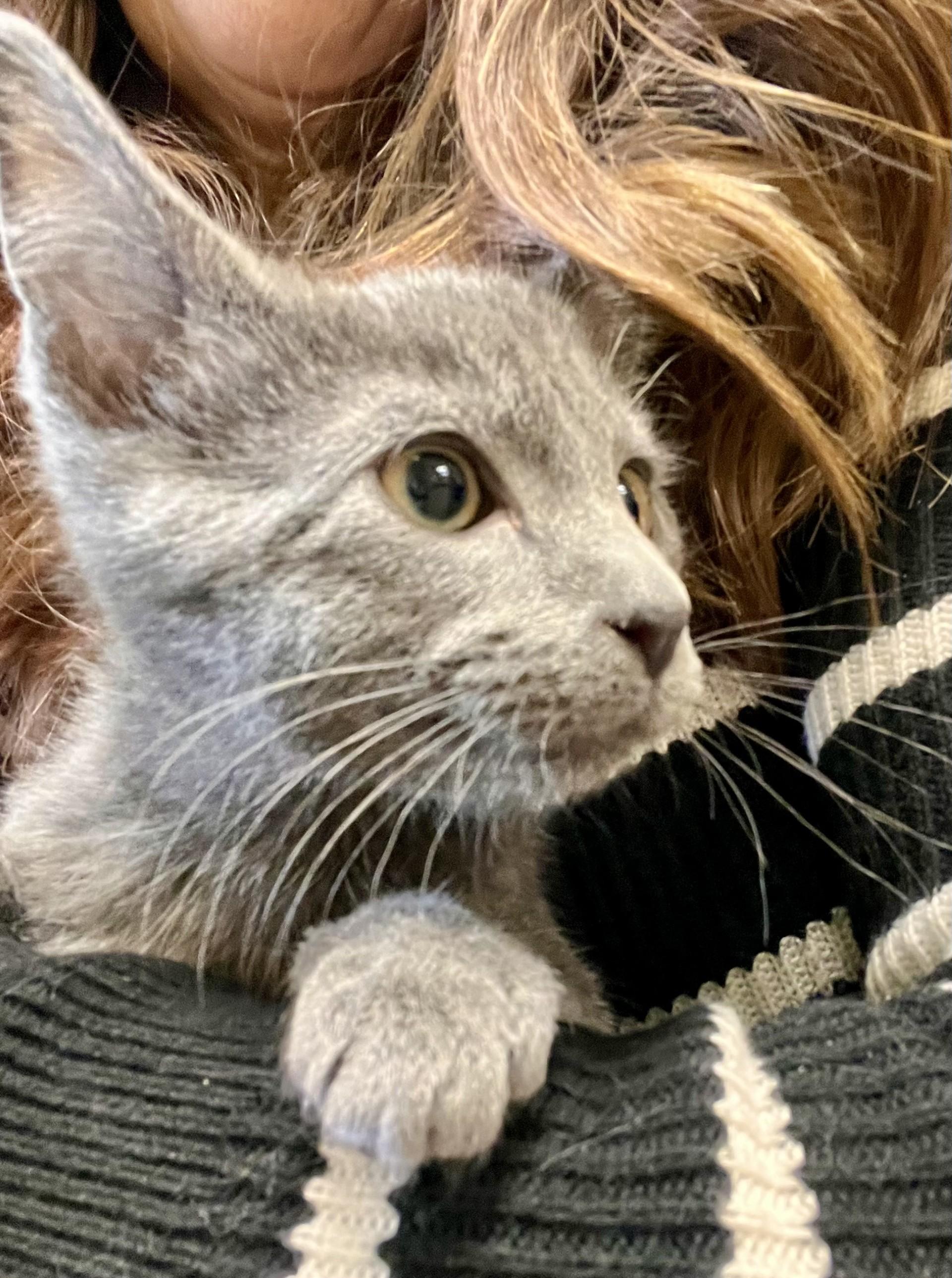 Hank-bonded with Lady Bug, an adopted Domestic Short Hair in Fairmont, MN image 4/4