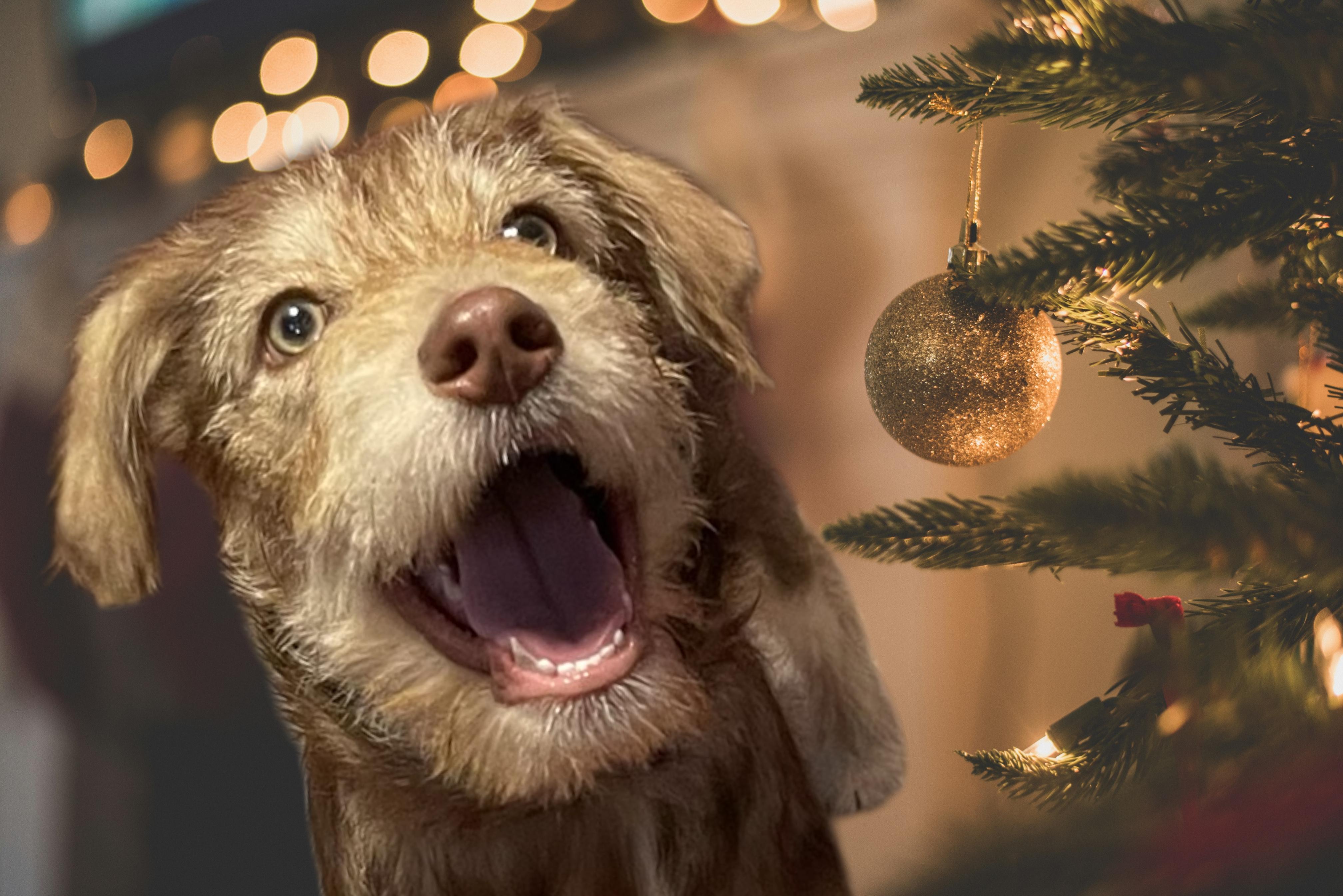 Fizzy, adopted, Young Female Poodle & Terrier.