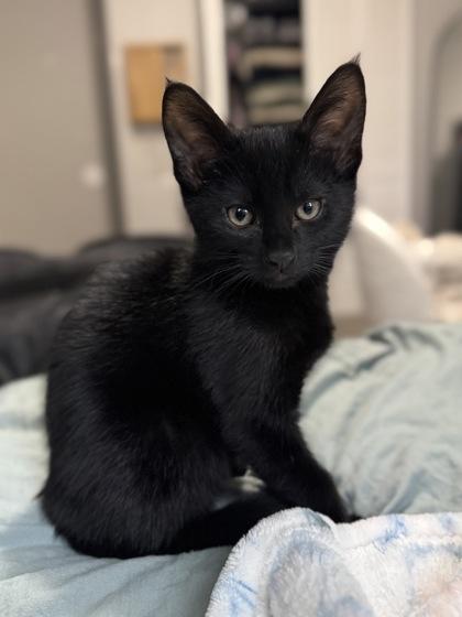 Enlarge Michael, a ADOPTABLE mixed breed in Tinley Park, IL image 1/3