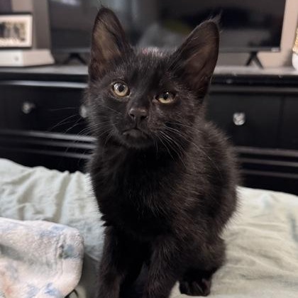 Enlarge Michael, a ADOPTABLE mixed breed in Tinley Park, IL image 3/3