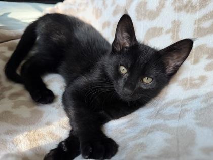 Enlarge Michael, a ADOPTABLE mixed breed in Tinley Park, IL image 2/3